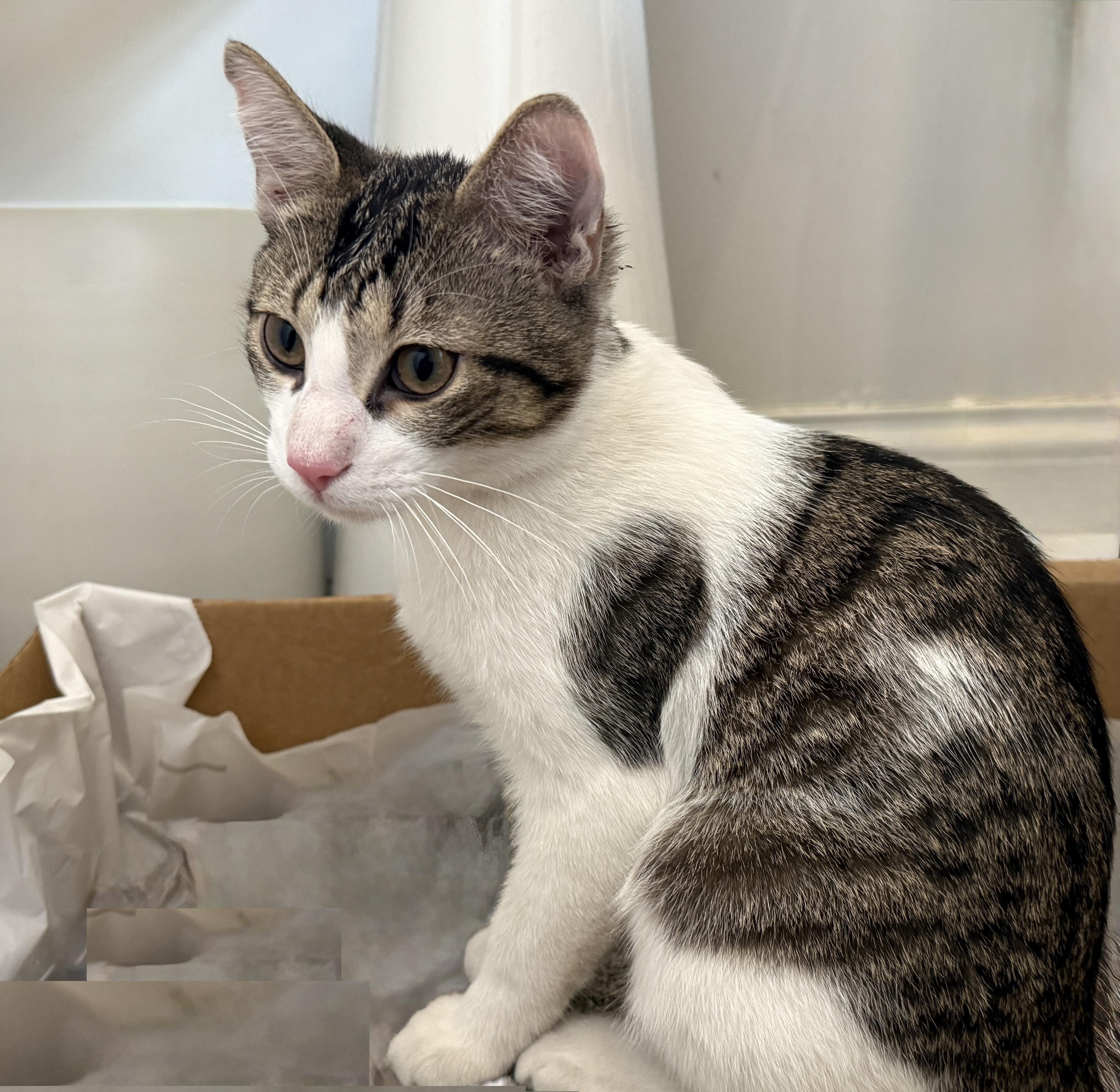 Momo F2a, adopted, Kitten Male Domestic Short Hair.