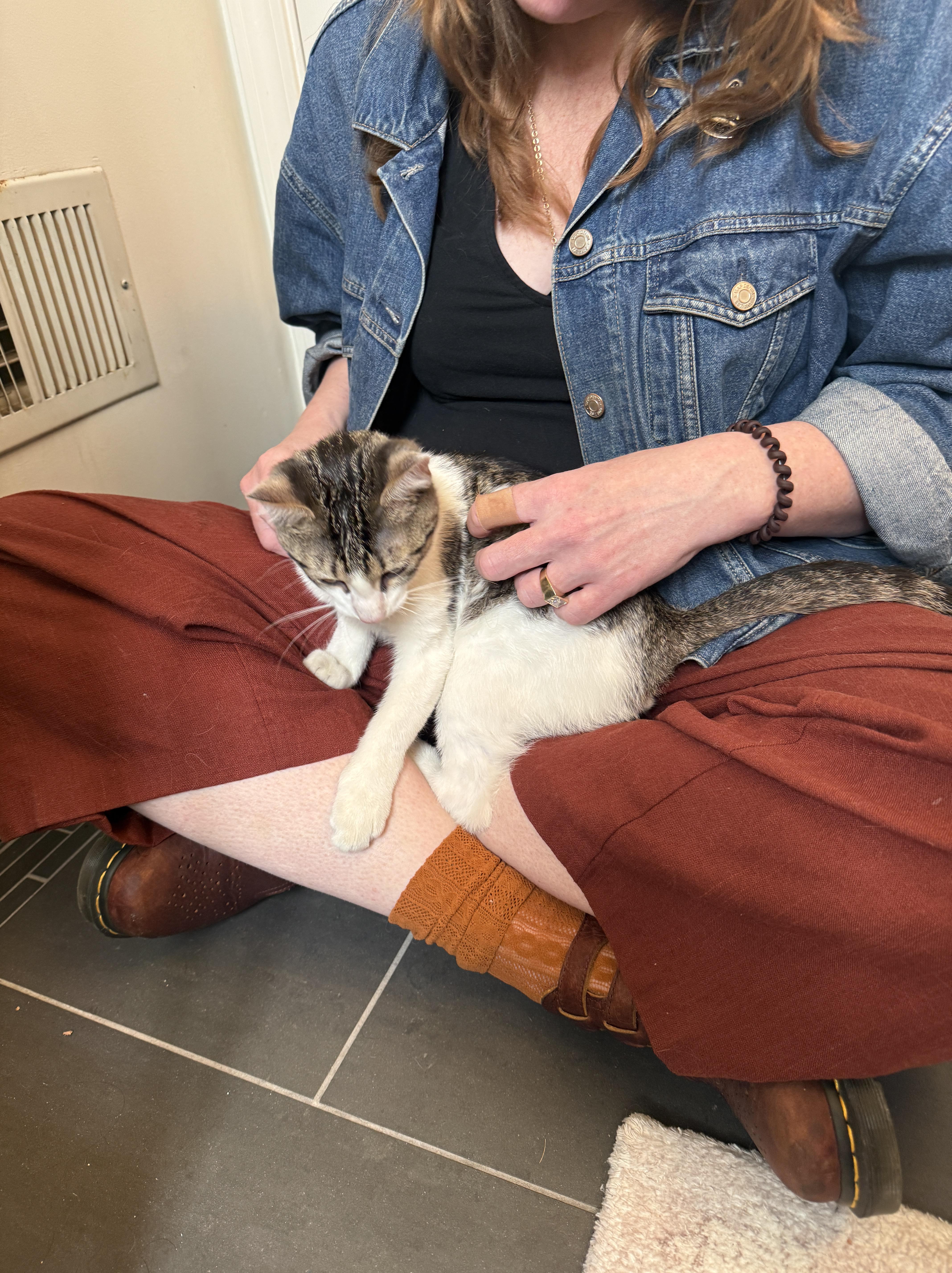 Enlarge Momo F2a, an adopted mixed breed in Chicago, IL image 4/5