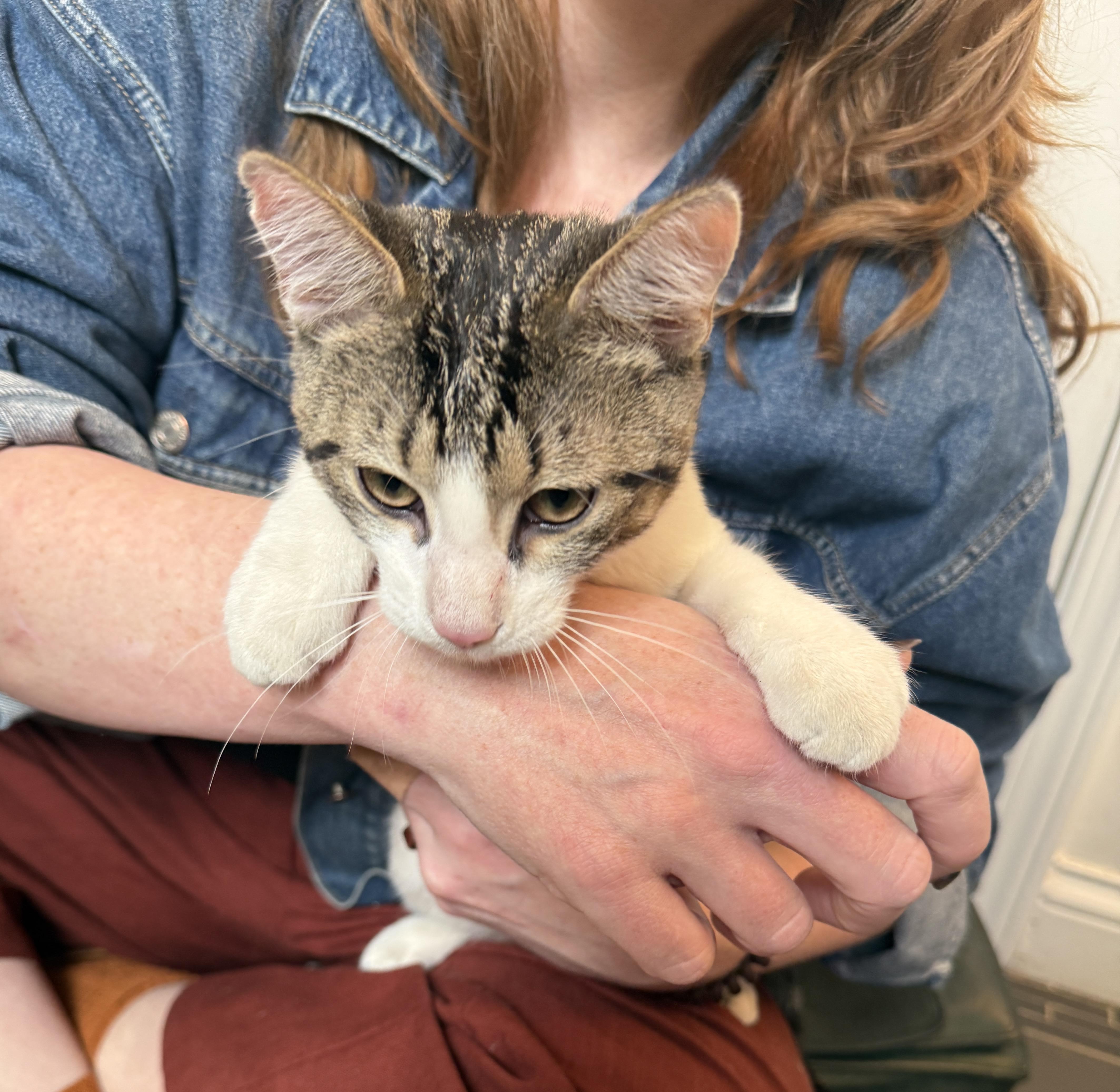 Enlarge Momo F2a, an adopted mixed breed in Chicago, IL image 2/5