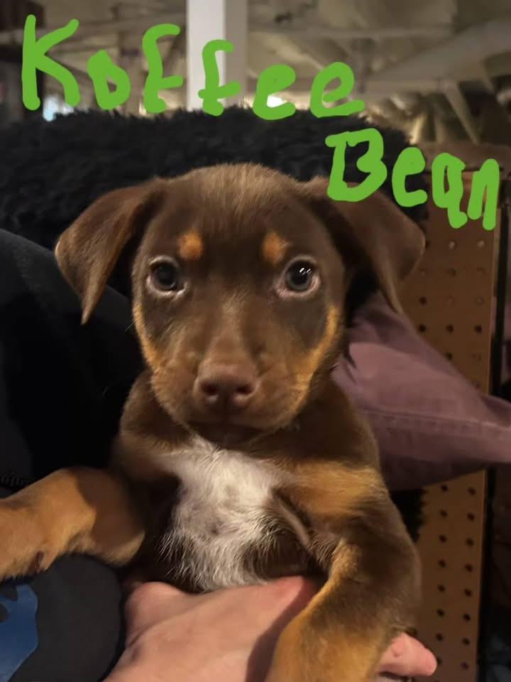 Koffee  Bean, Adopted, Puppy Male Black Mouth Cur.