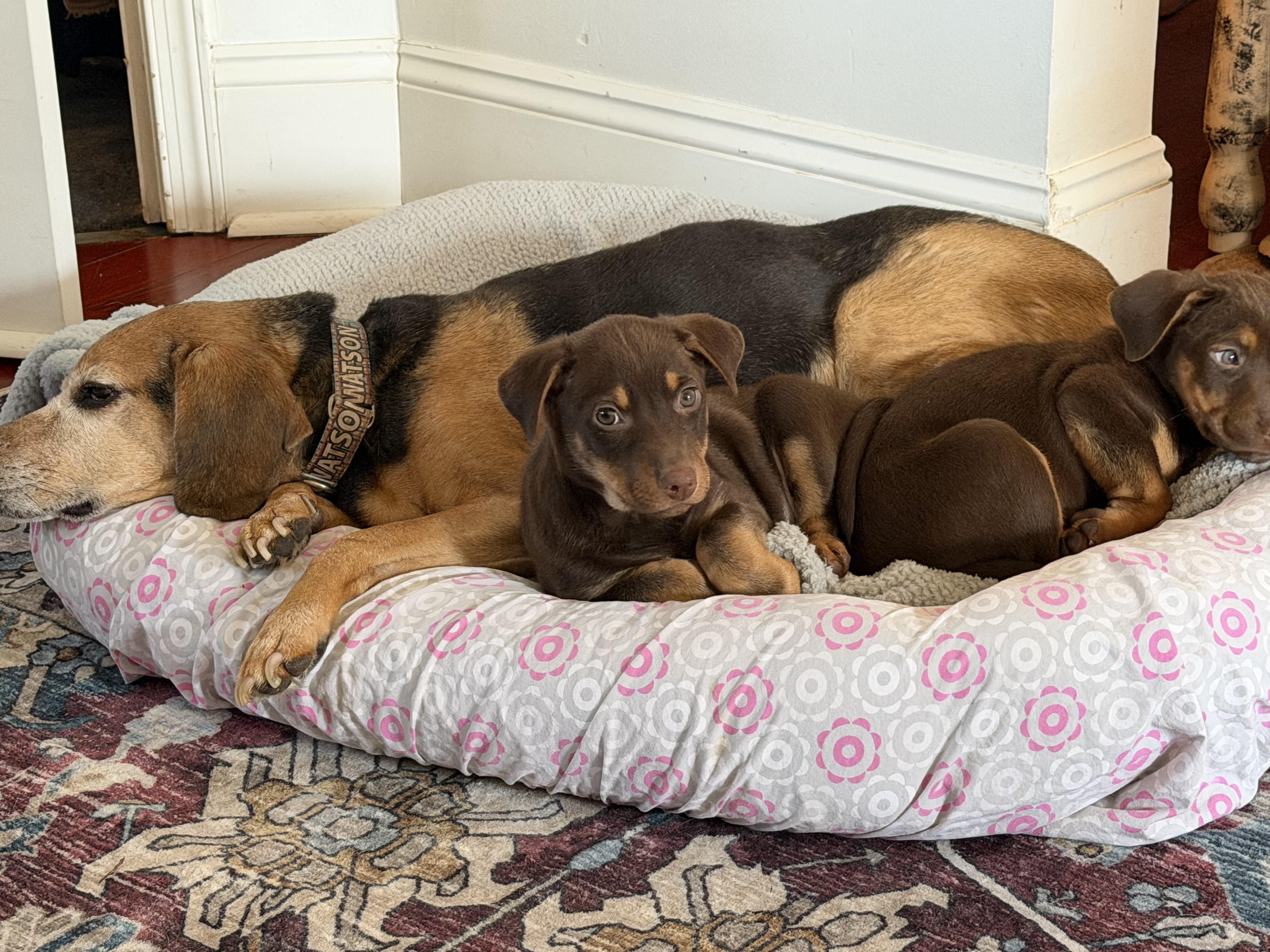 Enlarge Koffee  Bean, a Adopted Black Mouth Cur in Berlin, NJ image 2/2