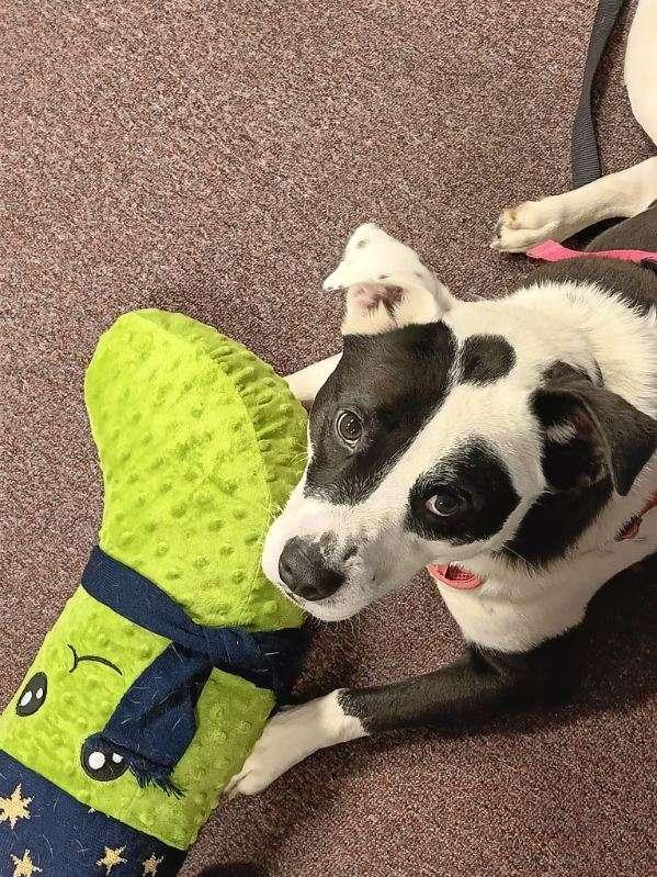 Shia, Adoptable, Adult Female Labrador Retriever.