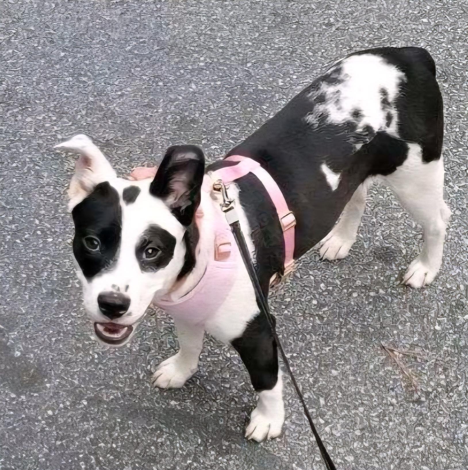 Shia, a Adoptable mixed breed in Lawrenceville, GA image 2/2