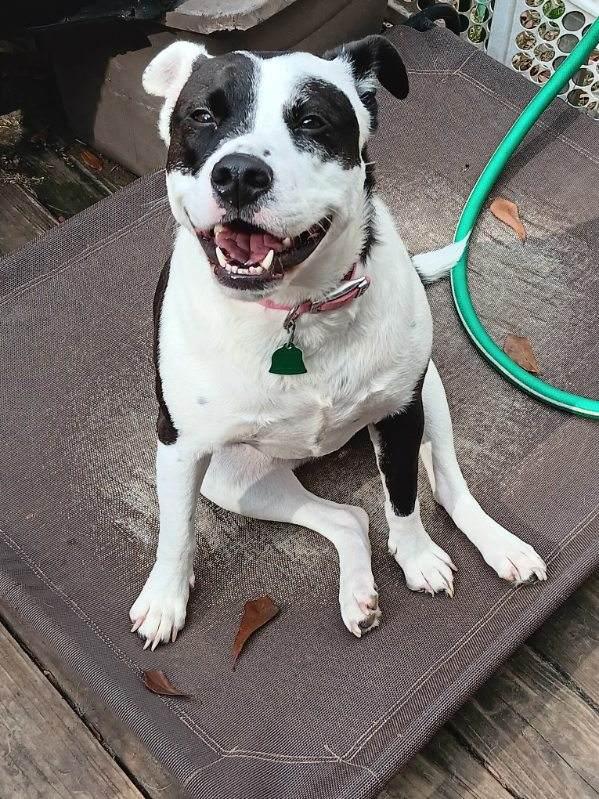 Enlarge Shia, a Adoptable mixed breed in Lawrenceville, GA image 2/4