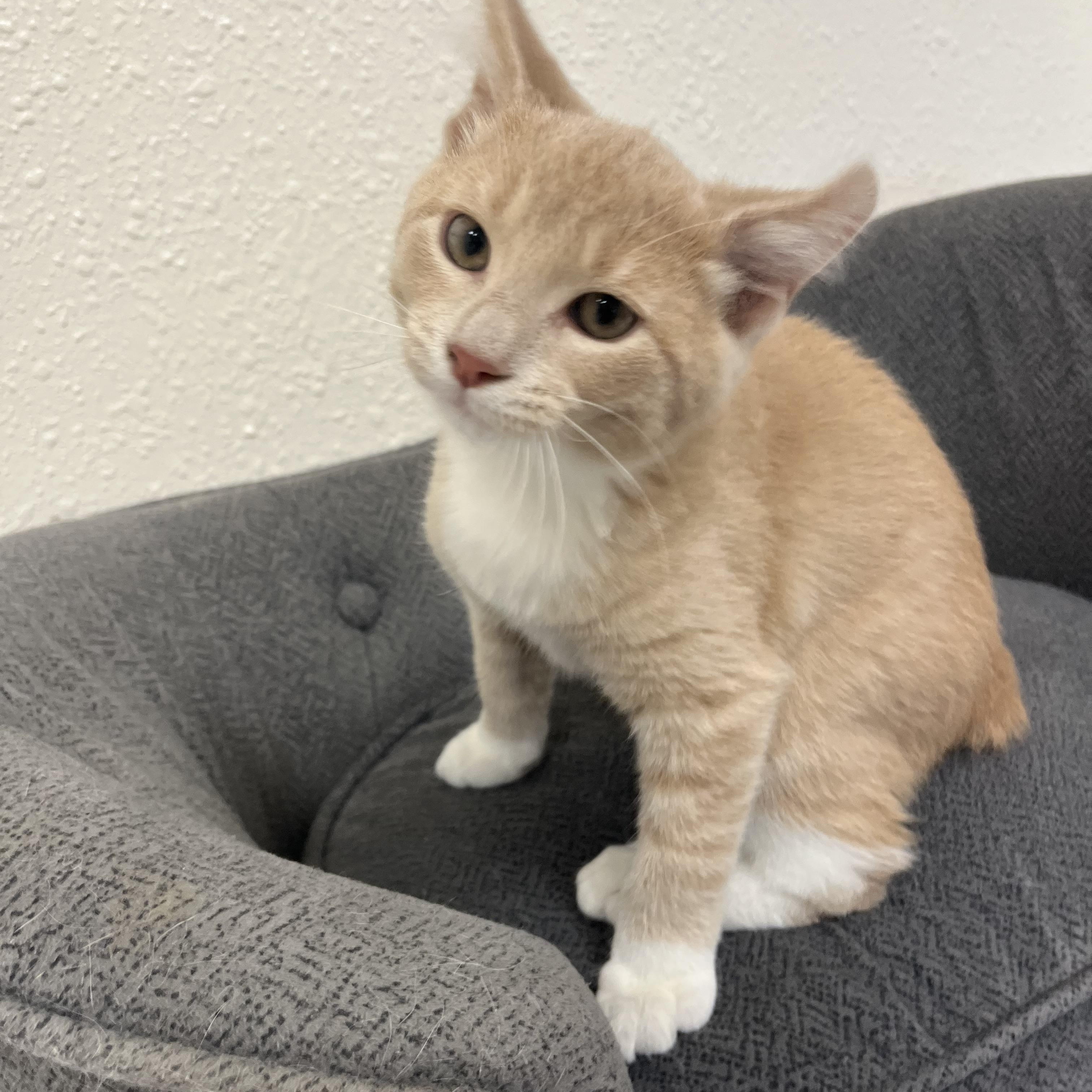 Enlarge Triscuit, a Adoptable Domestic Short Hair in Red Wing, MN image 4/4