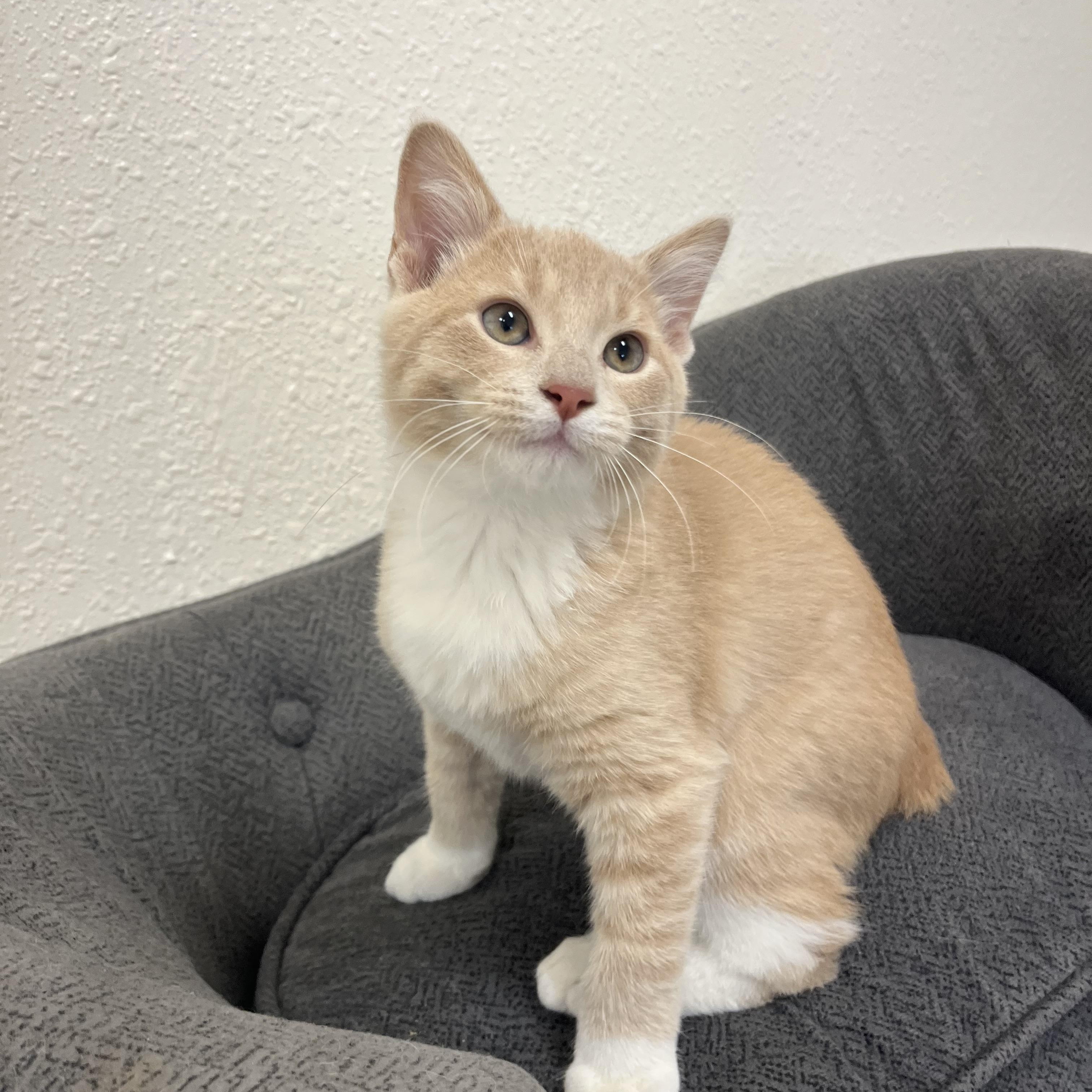 Enlarge Triscuit, a Adoptable Domestic Short Hair in Red Wing, MN image 3/4