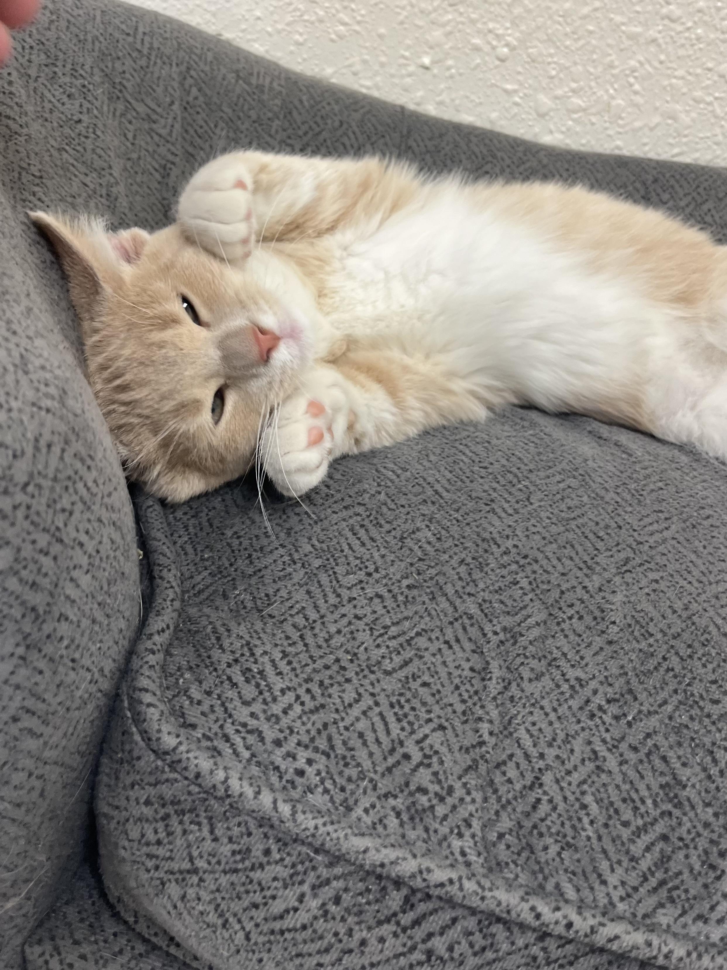 Enlarge Triscuit, a Adoptable Domestic Short Hair in Red Wing, MN image 2/4