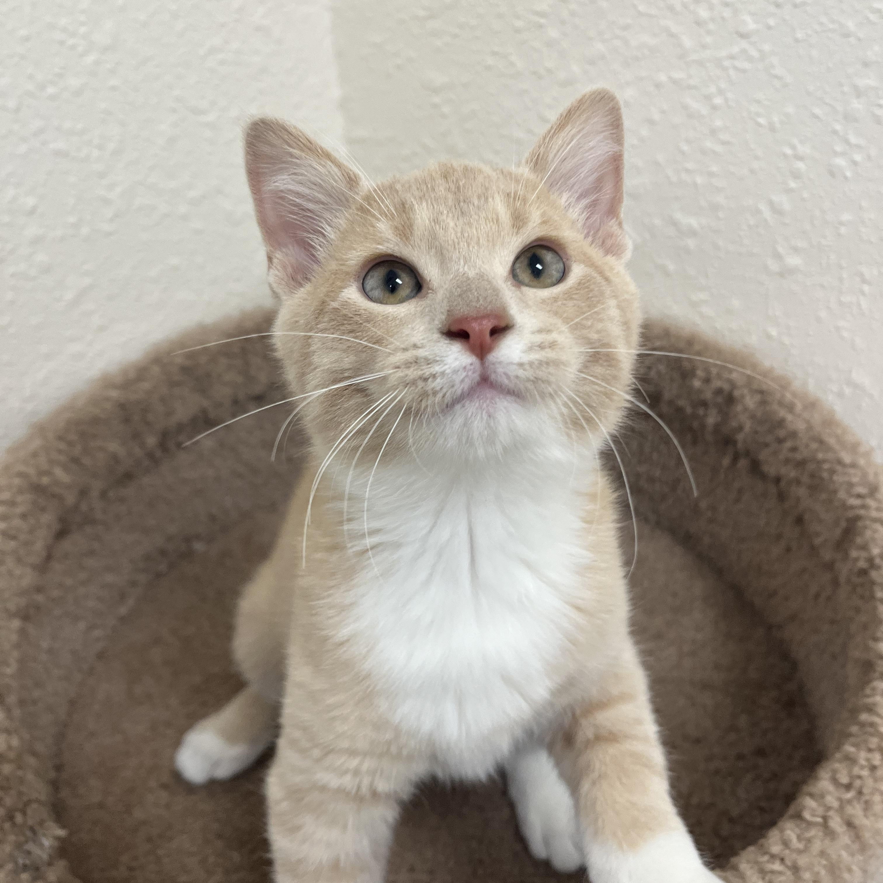 Enlarge Triscuit, a Adoptable Domestic Short Hair in Red Wing, MN image 1/4