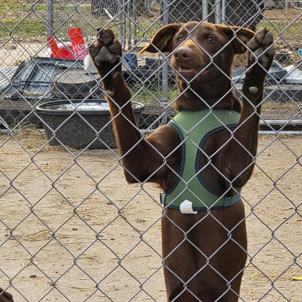 Polly, a Adoptable mixed breed in Beulaville, NC image 2/5