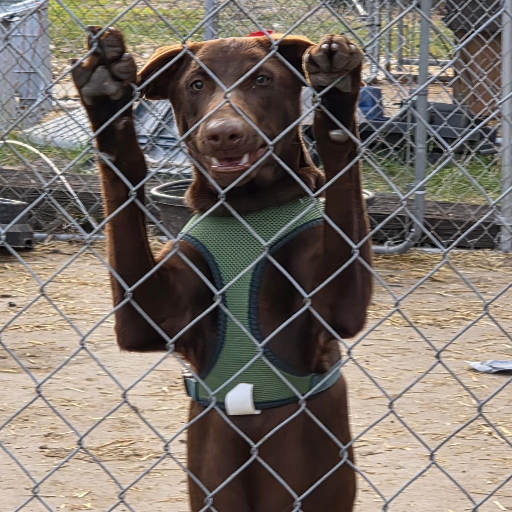 Polly, a Adoptable mixed breed in Beulaville, NC image 5/5