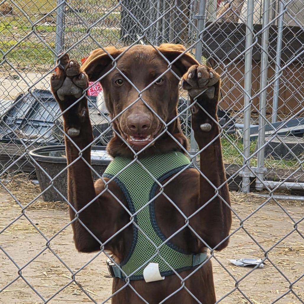 Polly, a Adoptable mixed breed in Beulaville, NC image 4/5