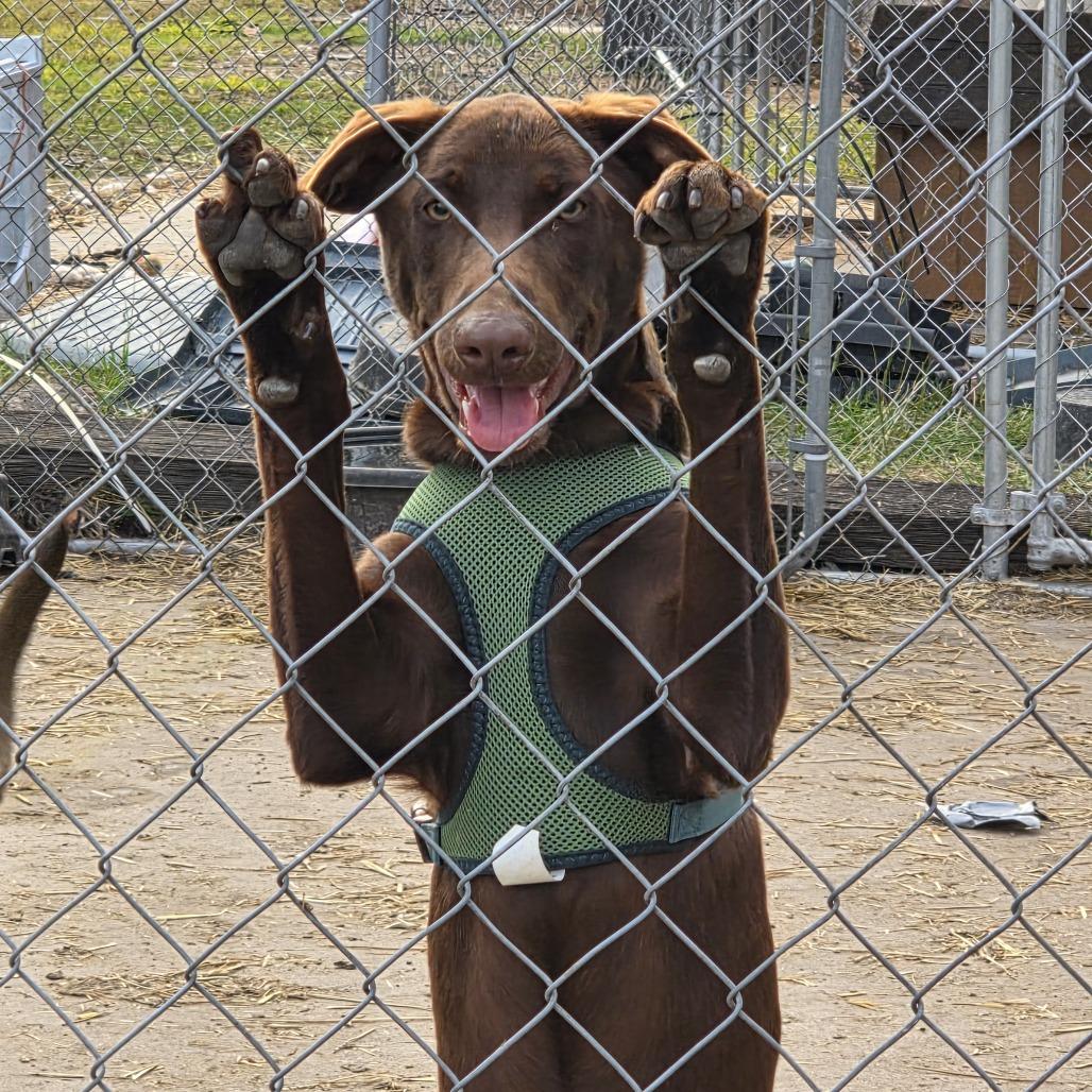 Polly, a Adoptable mixed breed in Beulaville, NC image 3/5