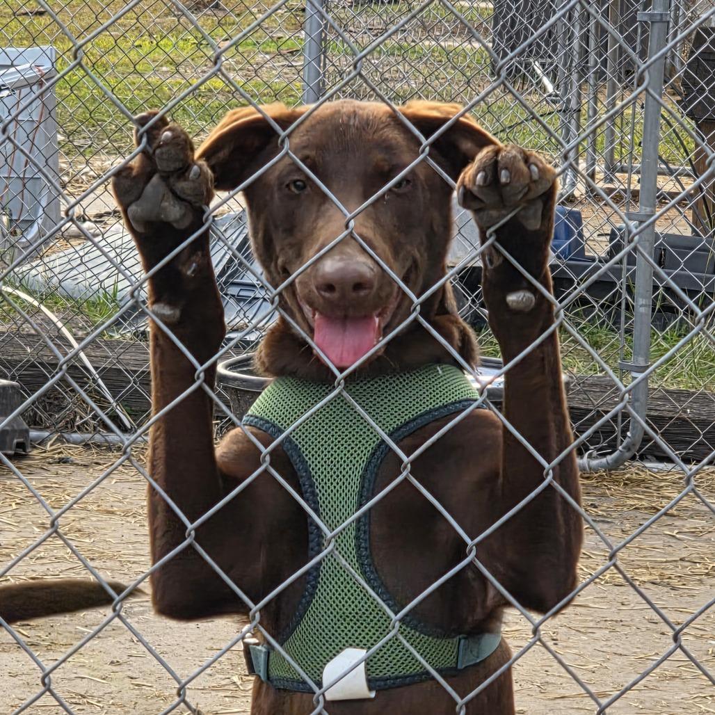 Polly, Adoptable, Puppy Female Catahoula Leopard Dog & Doberman Pinscher.