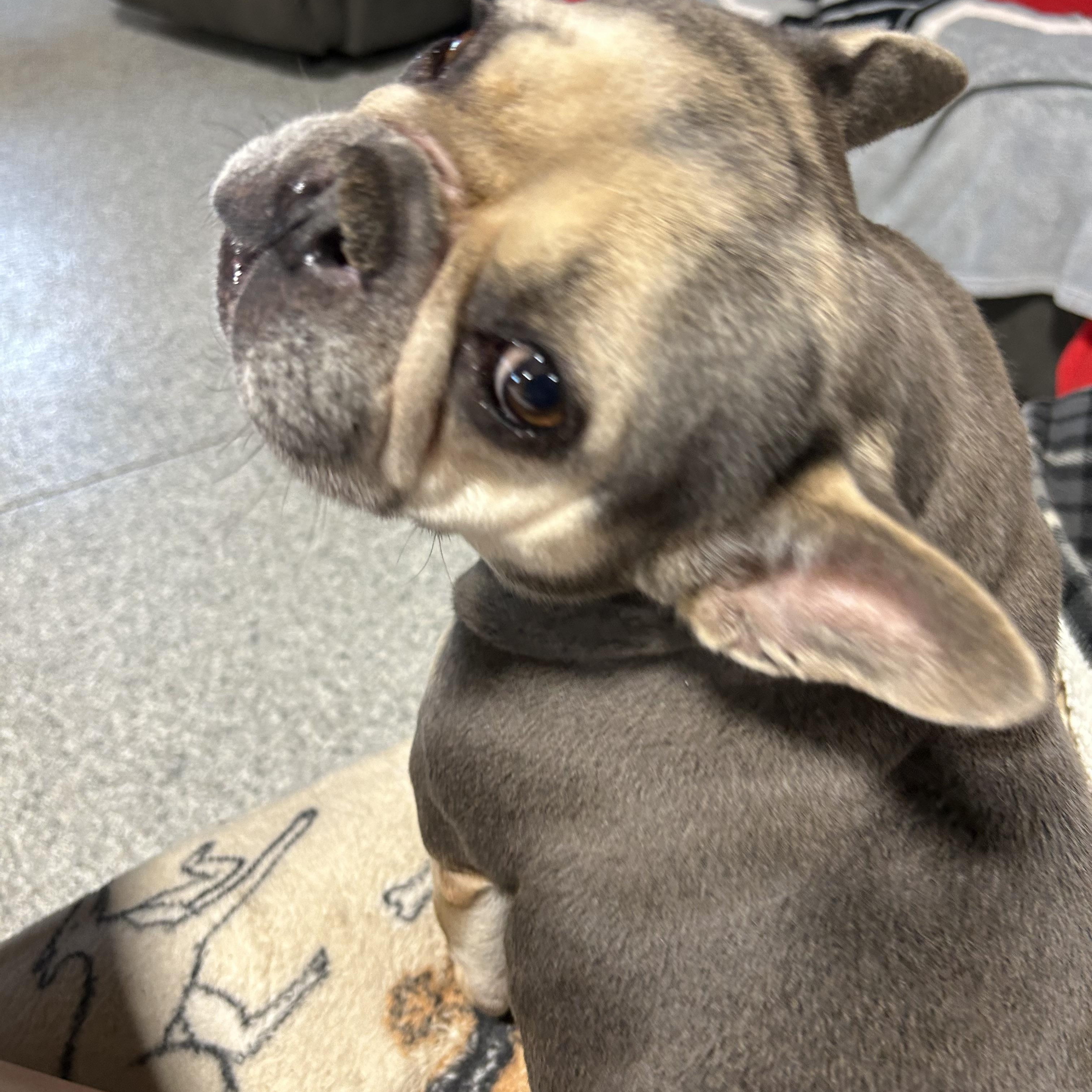 Comical Porsche 22 lbs, a Adoptable French Bulldog in Maumee , OH image 3/4