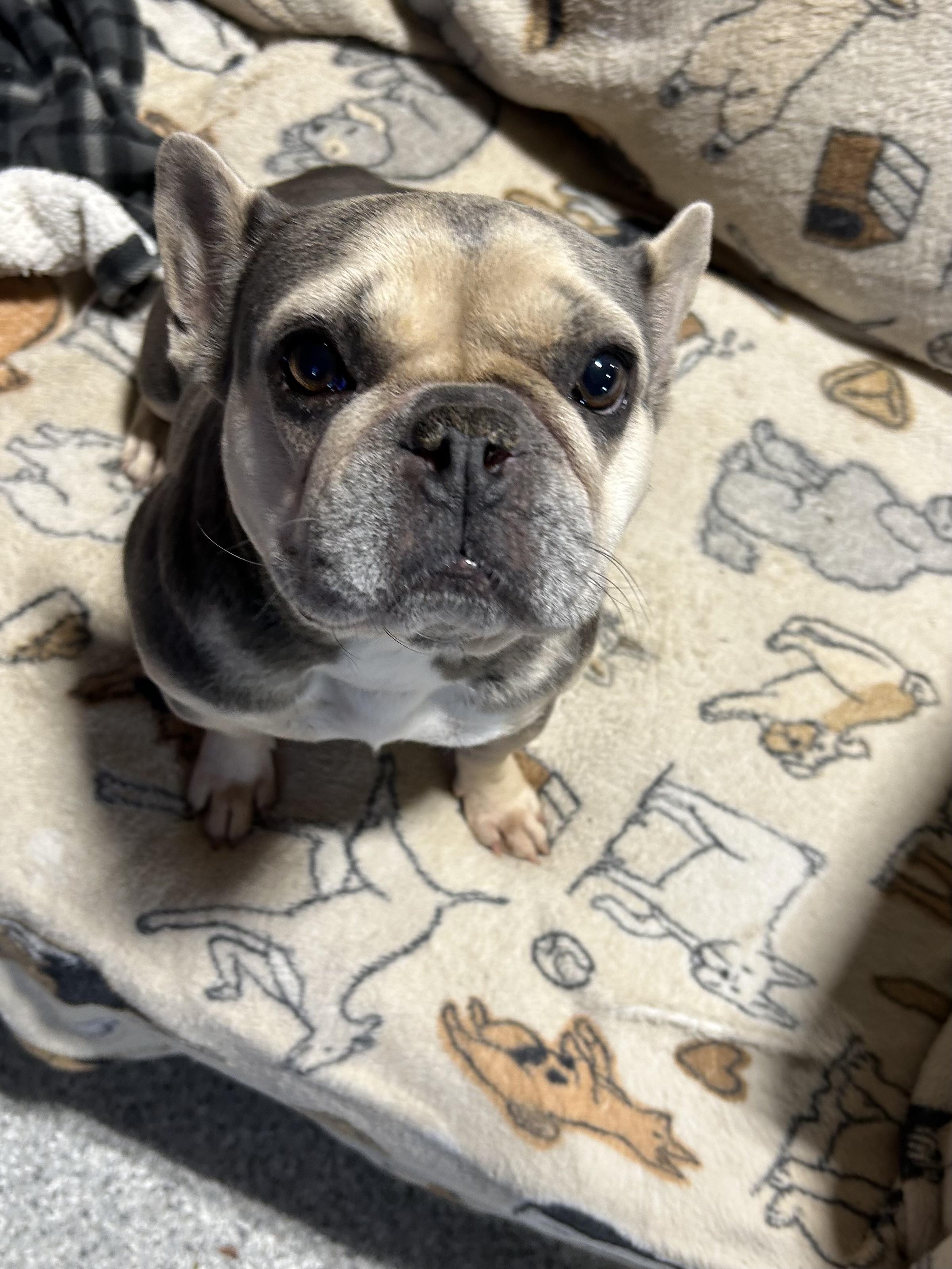 Comical Porsche 22 lbs, a Adoptable French Bulldog in Maumee , OH image 2/4