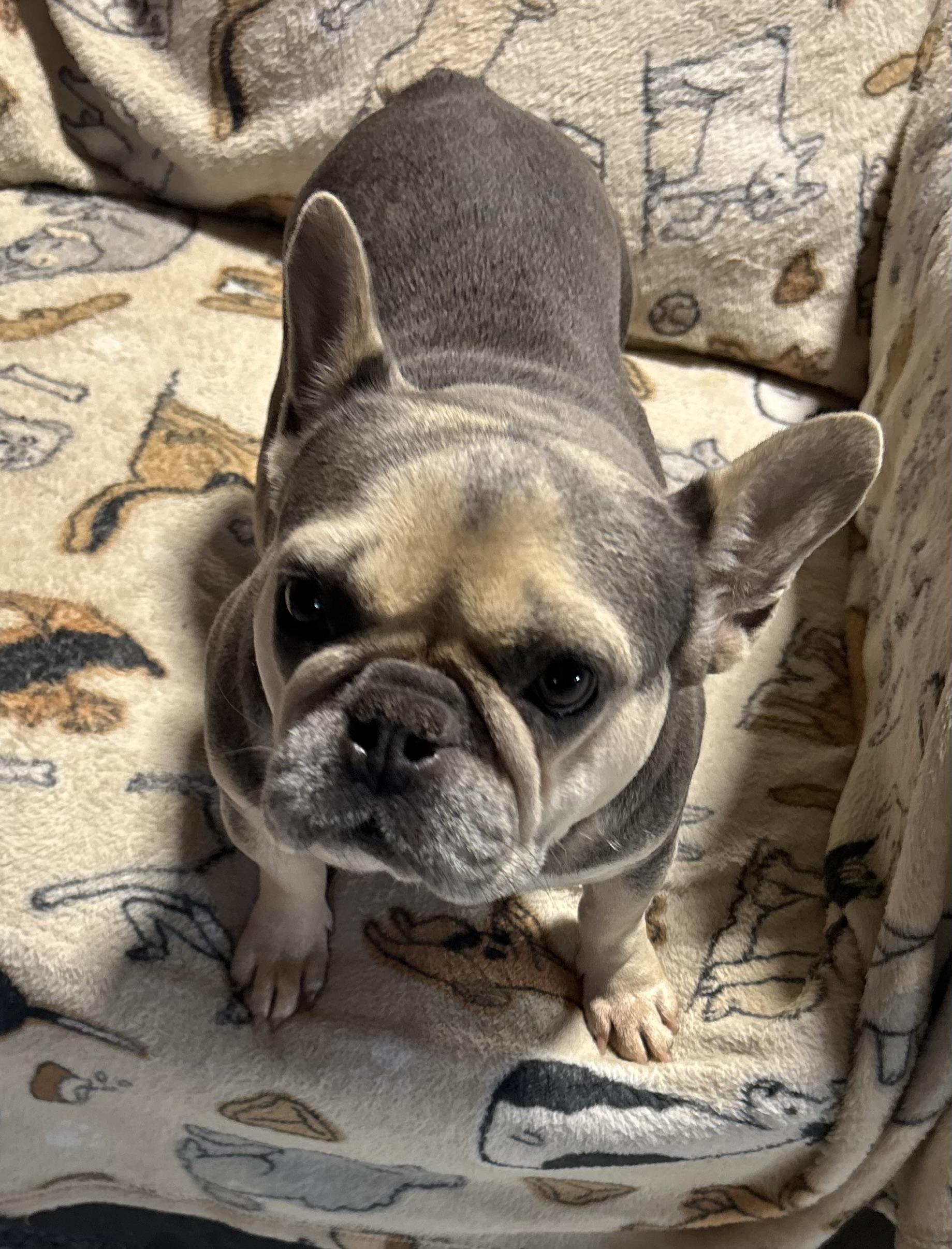 Comical Porsche 22 lbs, Adoptable, Adult Female French Bulldog.