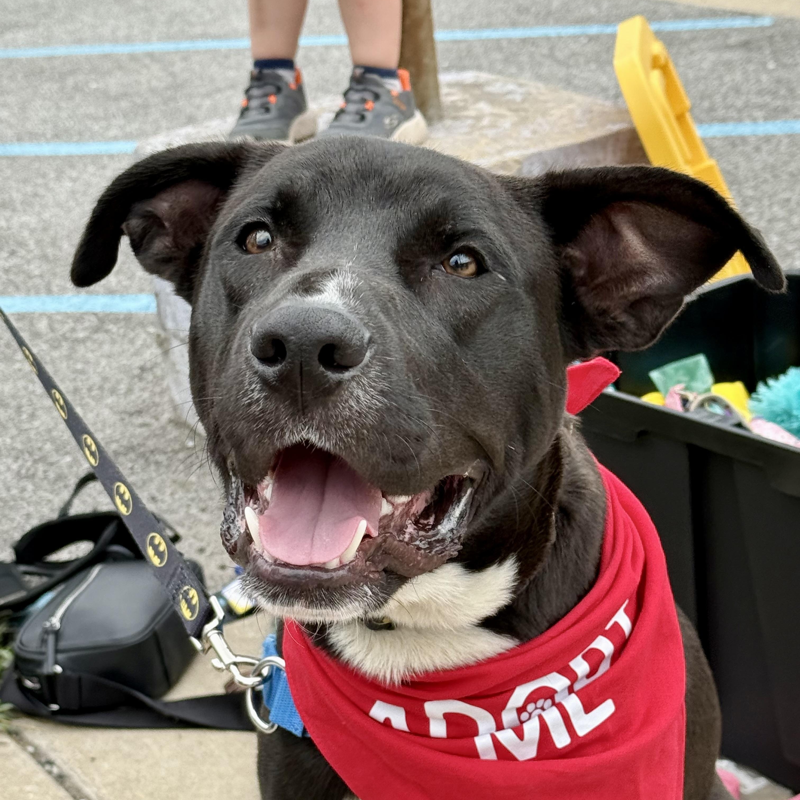 Nugget, a Adoptable mixed breed in Valparaiso, IN image 3/5