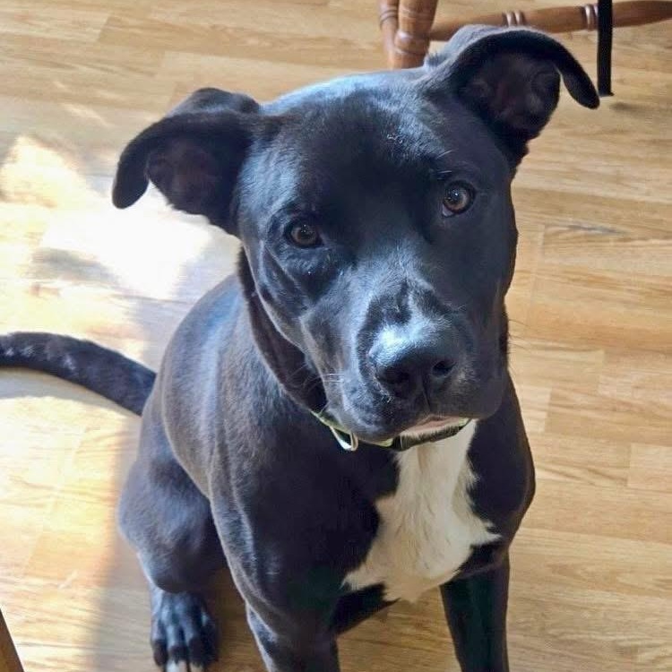 Nugget, a Adoptable mixed breed in Valparaiso, IN image 4/5