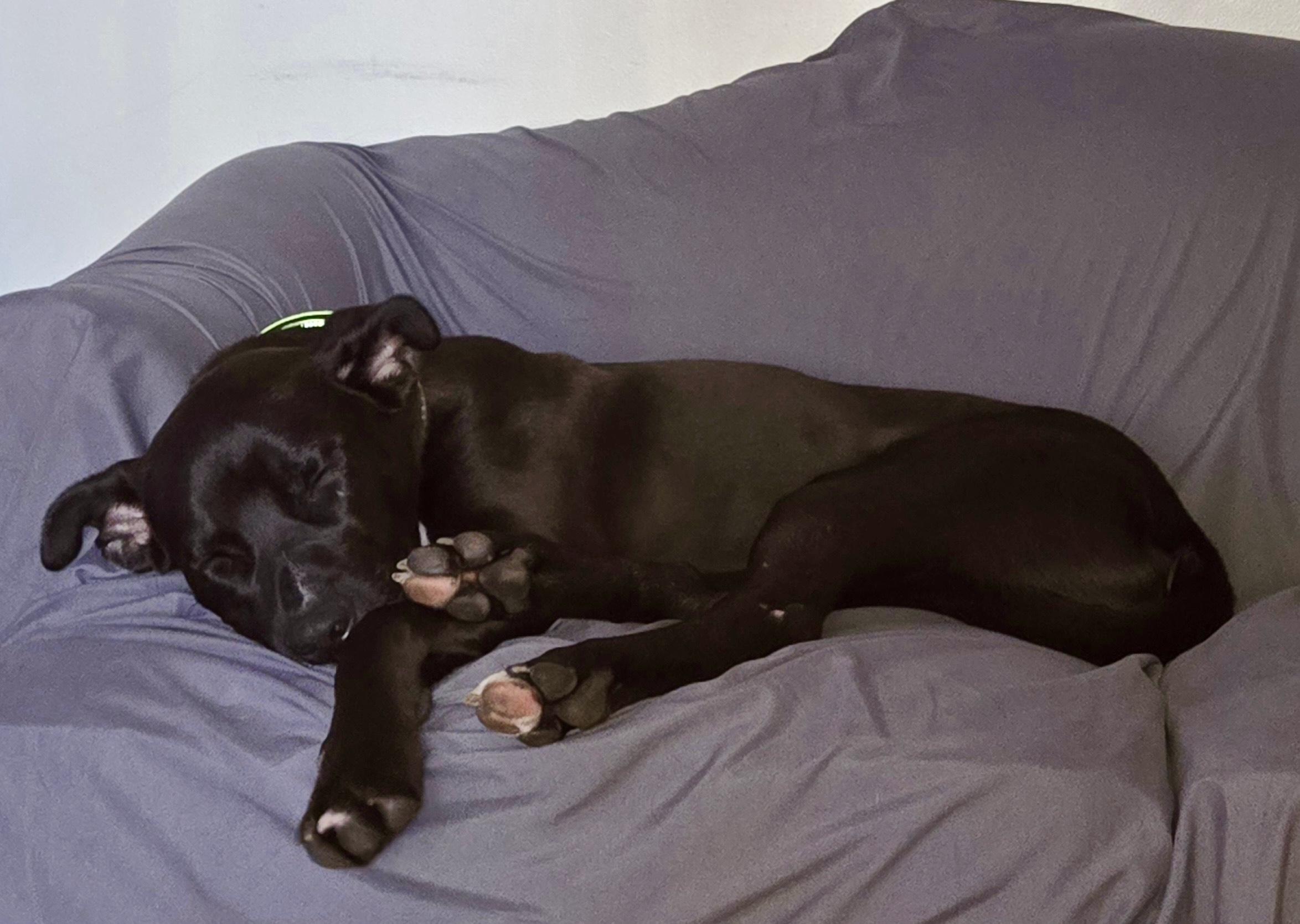 Nugget, a Adoptable mixed breed in Valparaiso, IN image 5/5