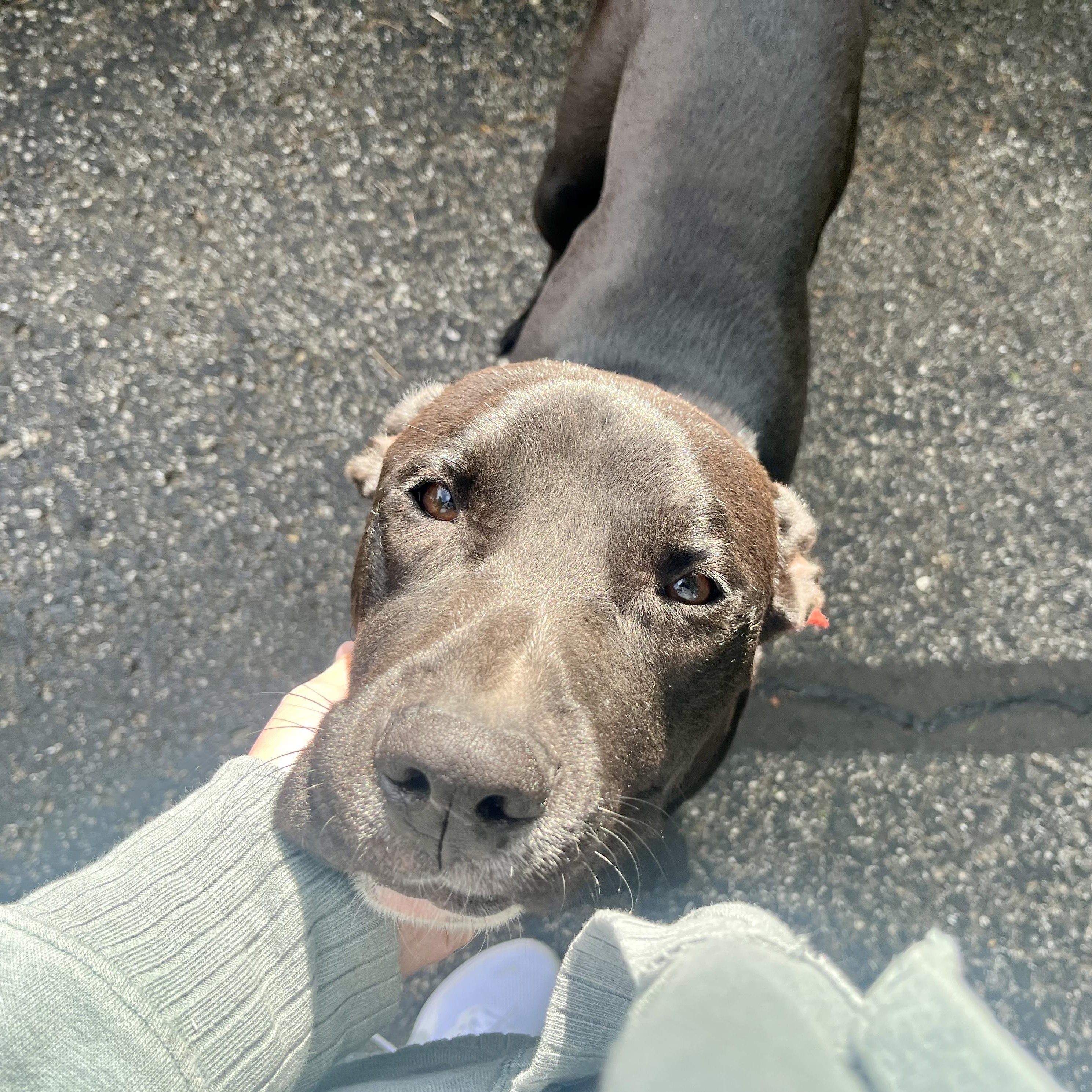 Nugget, a Adoptable mixed breed in Valparaiso, IN image 2/5