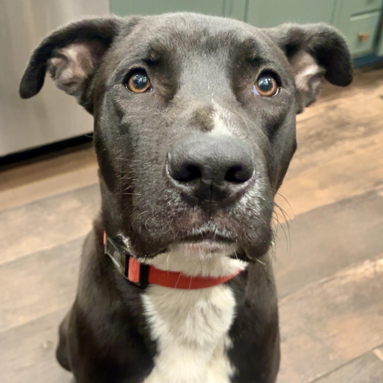 Nugget, a Adoptable mixed breed in Valparaiso, IN image 1/5