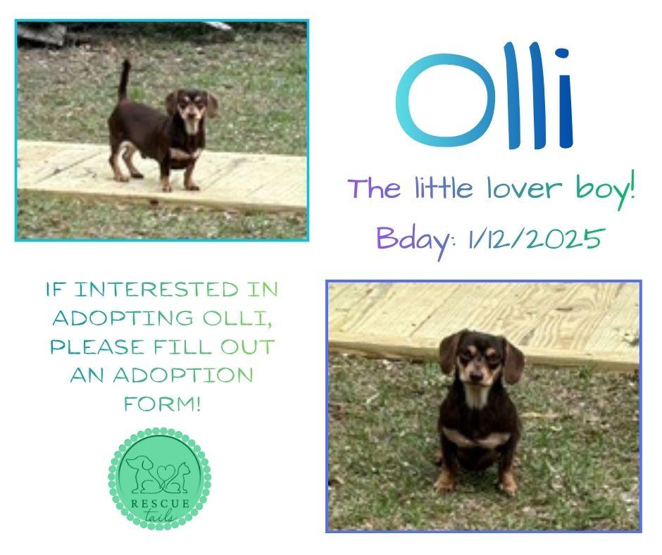 Enlarge Olli, a ADOPTABLE Dachshund in Conway, SC image 2/3