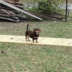 Enlarge Olli, a ADOPTABLE Dachshund in Conway, SC image 3/3