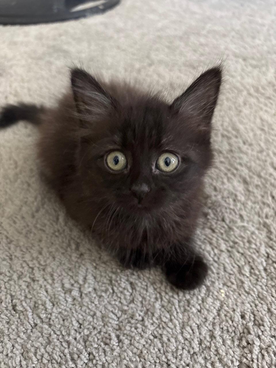 Zaraha, Adopted, Kitten Female Domestic Medium Hair.