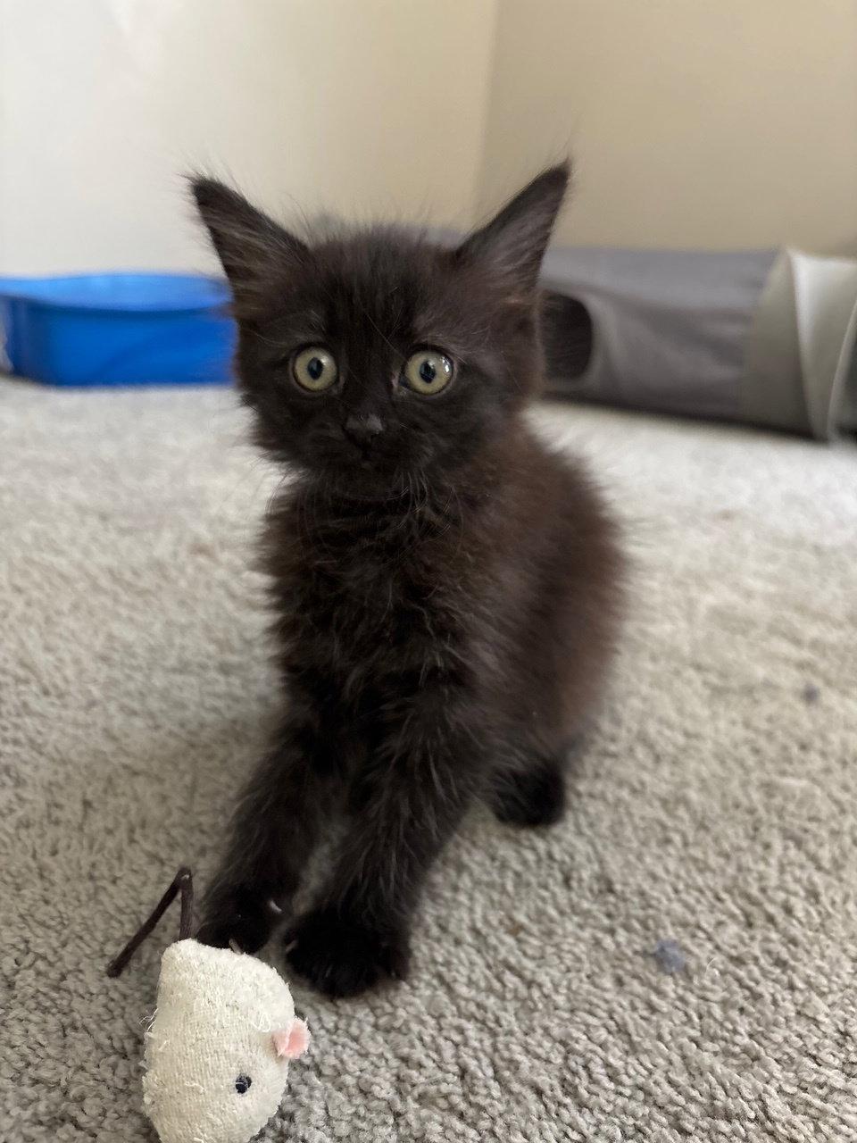Enlarge Zaraha, a Adopted Domestic Medium Hair in Island Lake, IL image 2/3