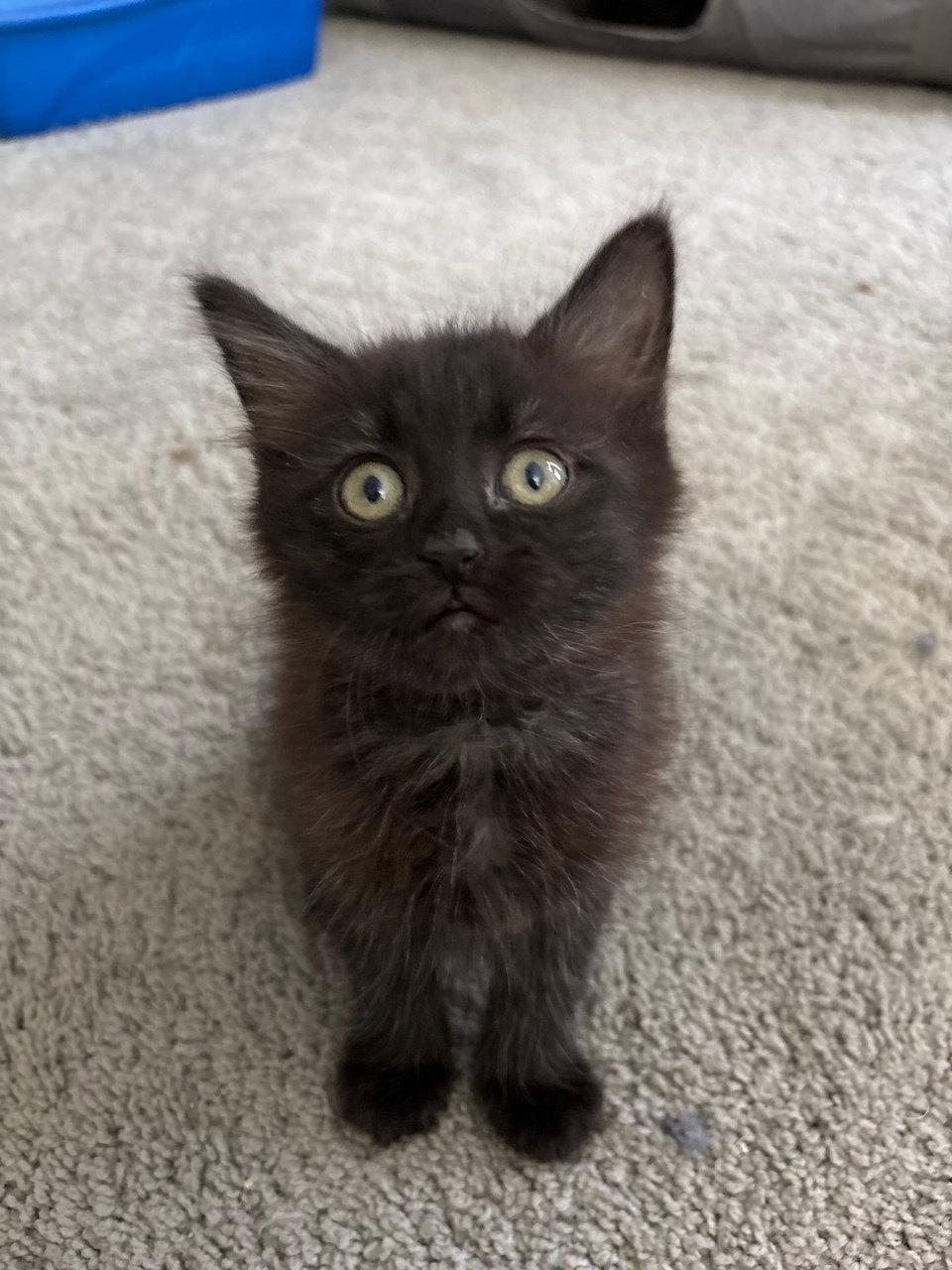 Enlarge Zaraha, a Adopted Domestic Medium Hair in Island Lake, IL image 3/3