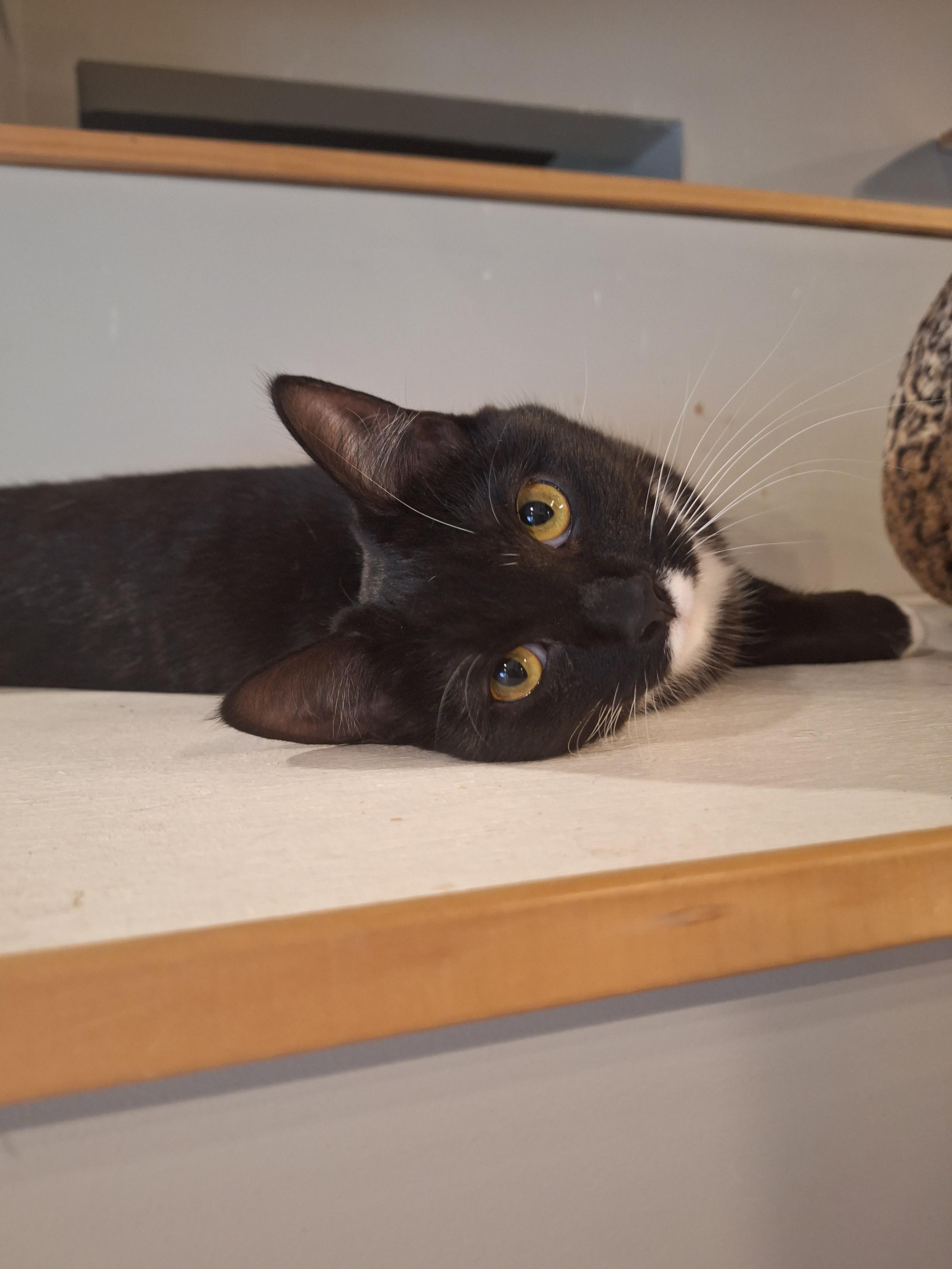 Enlarge Angelite, a Adoptable Domestic Short Hair in Dayton, OH image 3/3