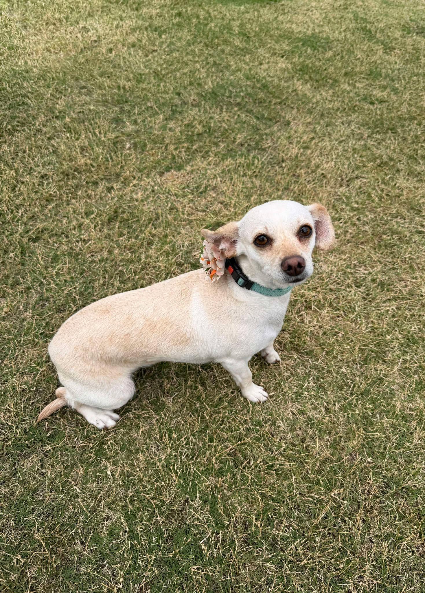 Enlarge Paulina (Bella), a Adopted mixed breed in Tempe, AZ image 1/6