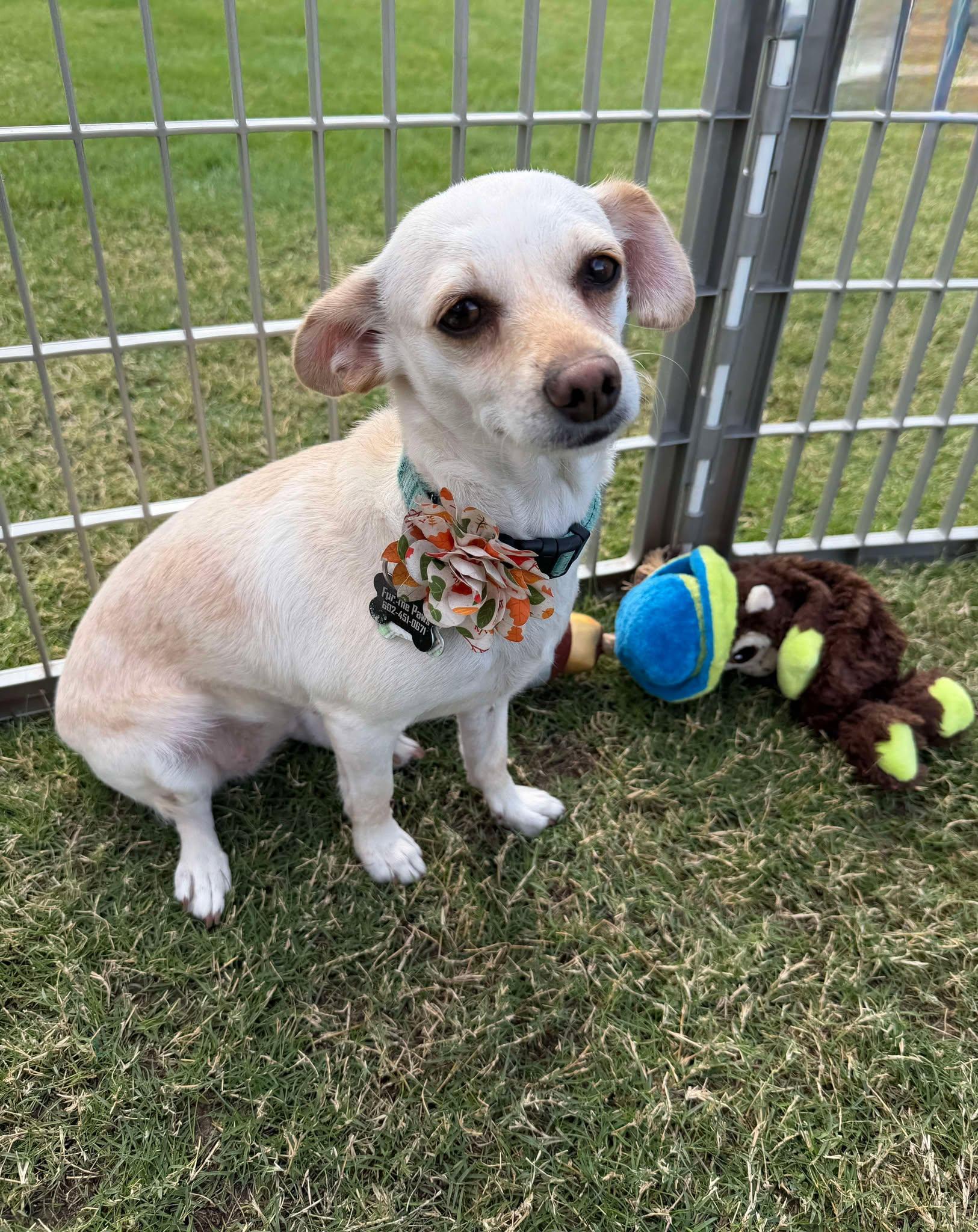 Enlarge Paulina (Bella), a Adopted mixed breed in Tempe, AZ image 2/6