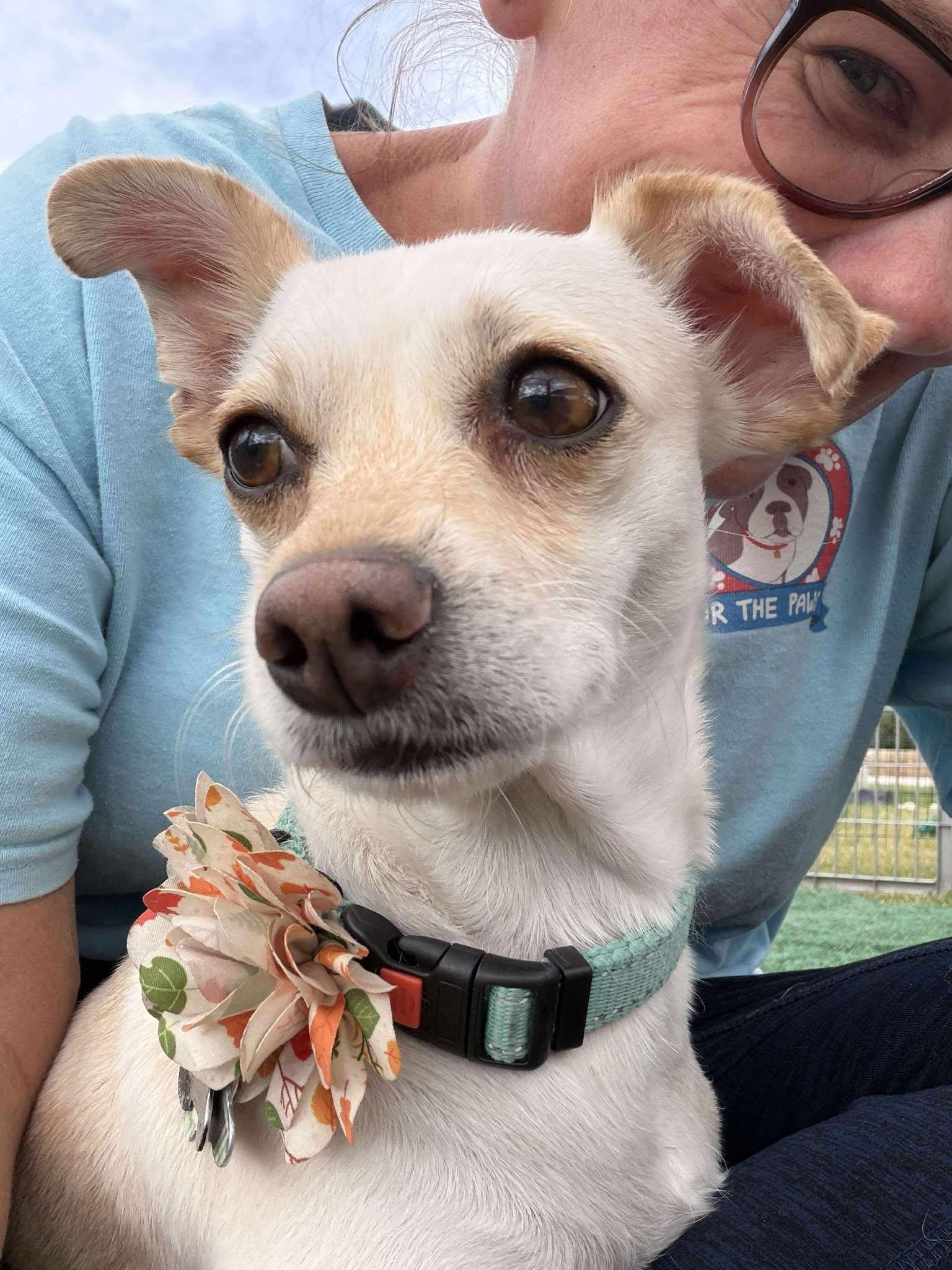 Enlarge Paulina (Bella), a Adopted mixed breed in Tempe, AZ image 4/6