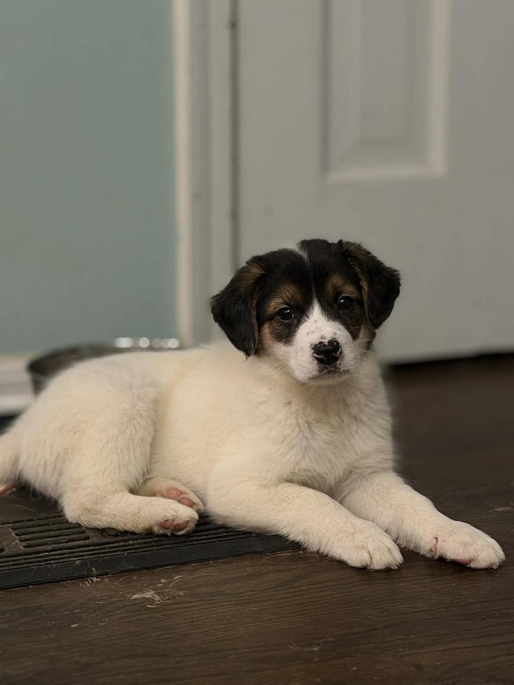 Enlarge Nemo (Finding Nemo '26), a Adoptable mixed breed in New Albany, OH image 1/1