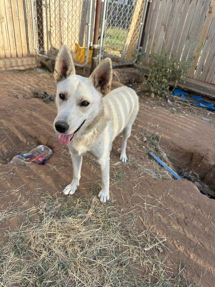 Lucille, Adopted, Young Female German Shepherd Dog.