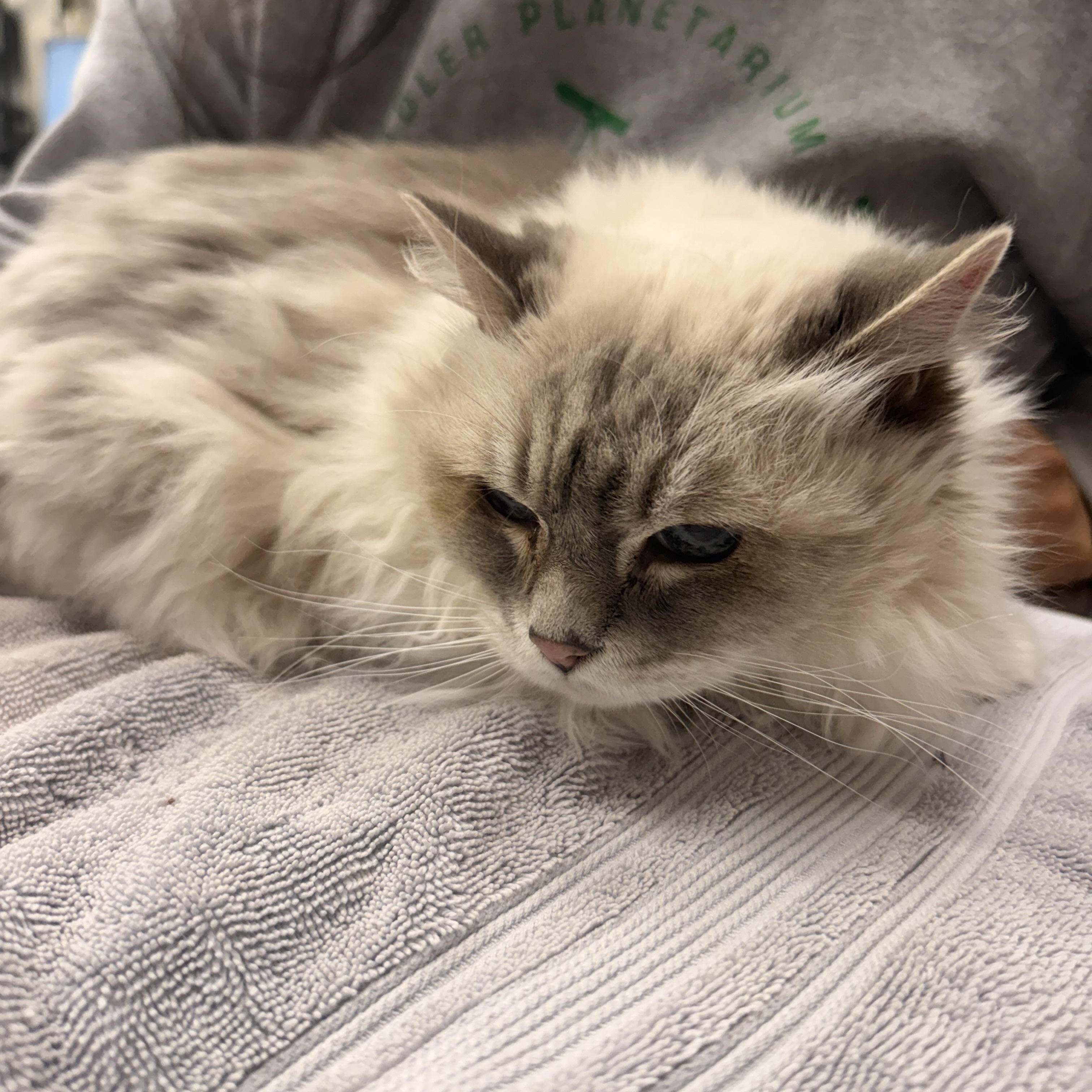 Enlarge Miss Fluff, a ADOPTABLE Ragdoll in Penryn, CA image 1/3