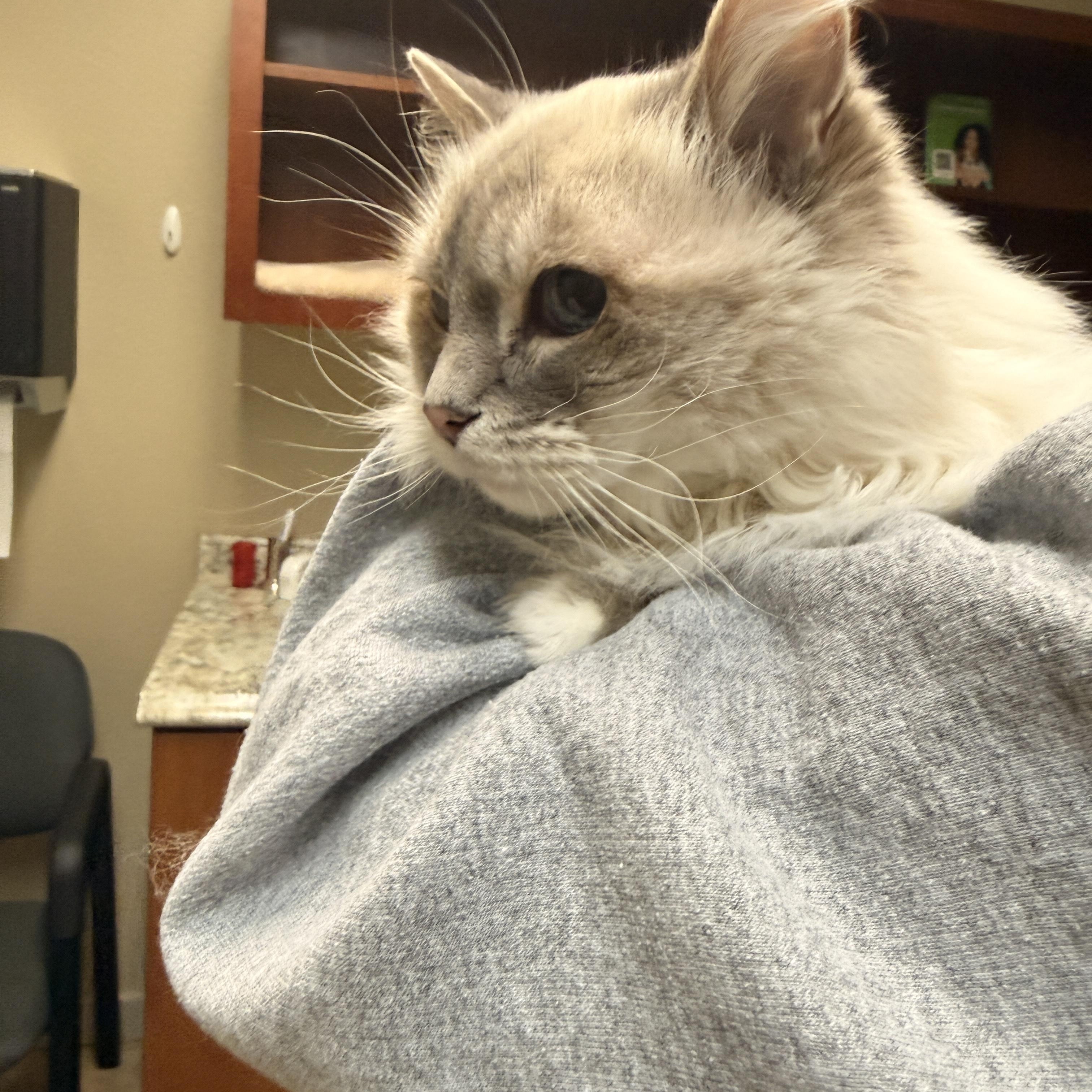 Enlarge Miss Fluff, a ADOPTABLE Ragdoll in Penryn, CA image 3/3