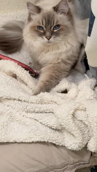 Enlarge Miss Fluff, a ADOPTABLE Ragdoll in Penryn, CA video 2/3
