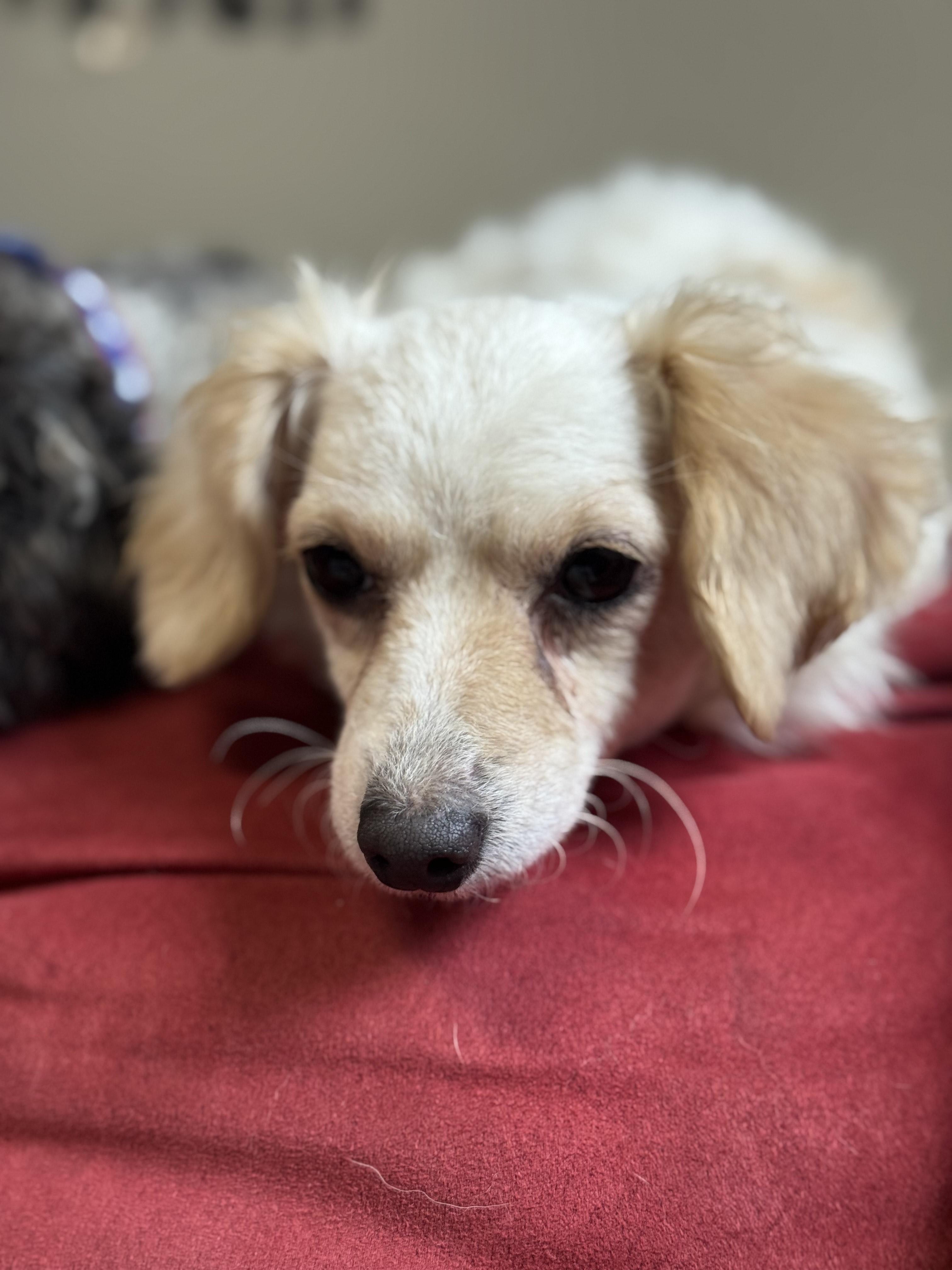 Enlarge Prim, a Adoptable mixed breed in Arnold, MO image 1/2