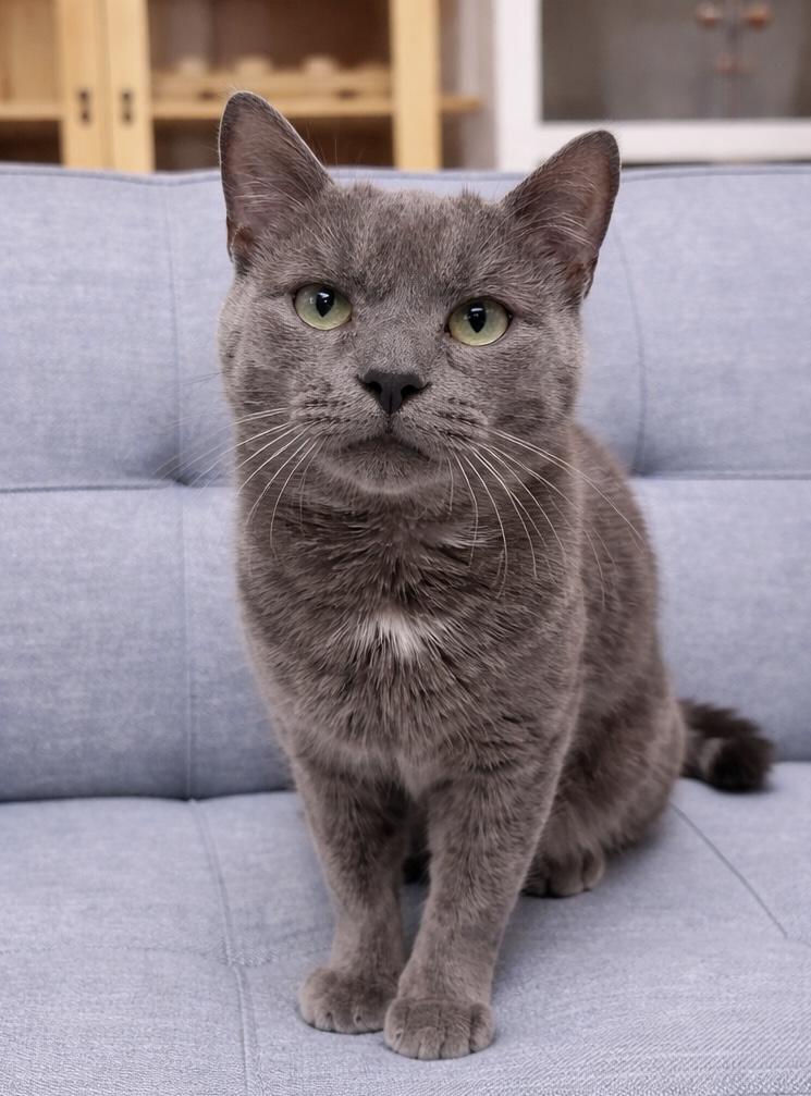 Chustin, an adopted American Shorthair in Philadelphia, PA image 2/6