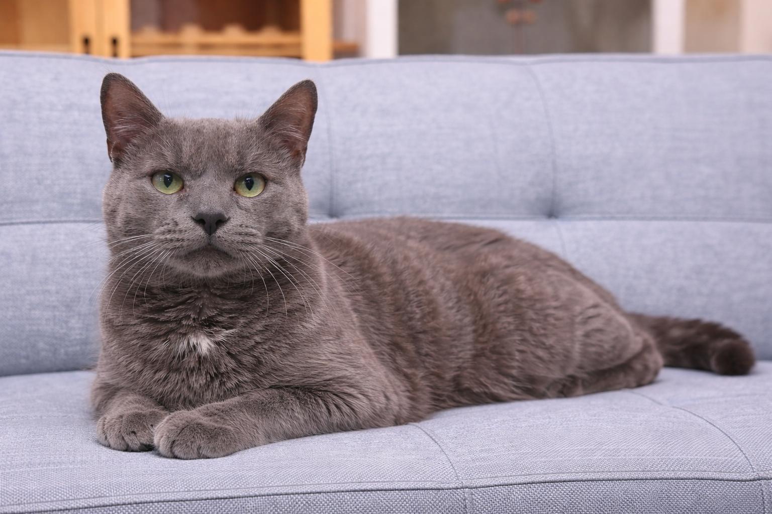 Chustin, an adopted American Shorthair in Philadelphia, PA image 3/6