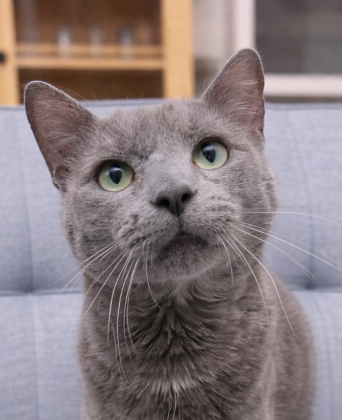 Chustin, adopted, Adult Male American Shorthair.