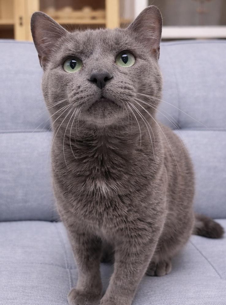 Chustin, an adopted American Shorthair in Philadelphia, PA image 6/6