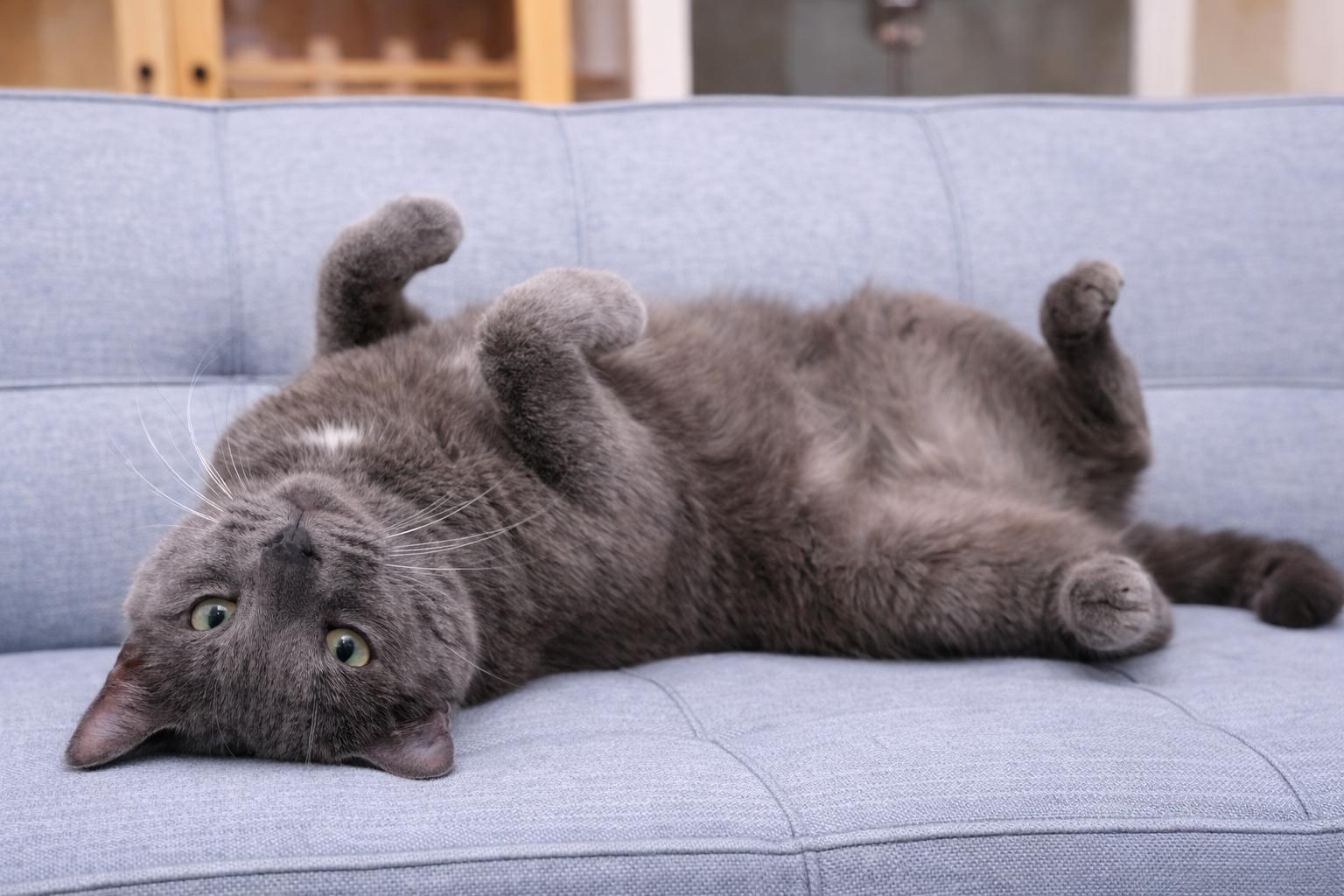 Chustin, an adopted American Shorthair in Philadelphia, PA image 4/6