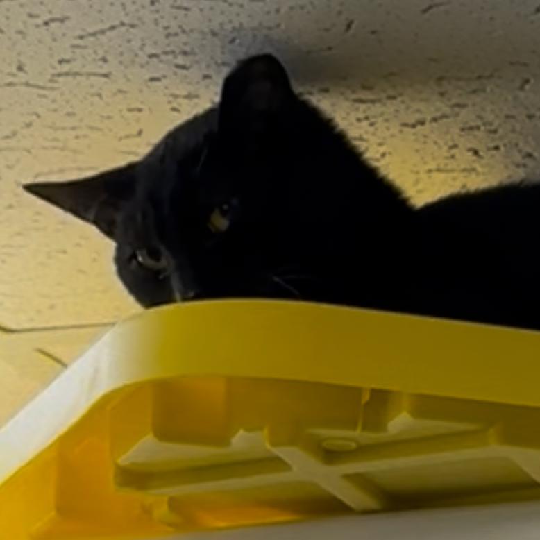 Enlarge Marble, a Adoptable Domestic Short Hair in Pleasant Hill, MO image 1/1