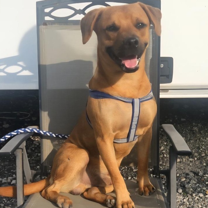 Bruno, an adopted mixed breed in CORPUS CHRISTI, TX image 2/5