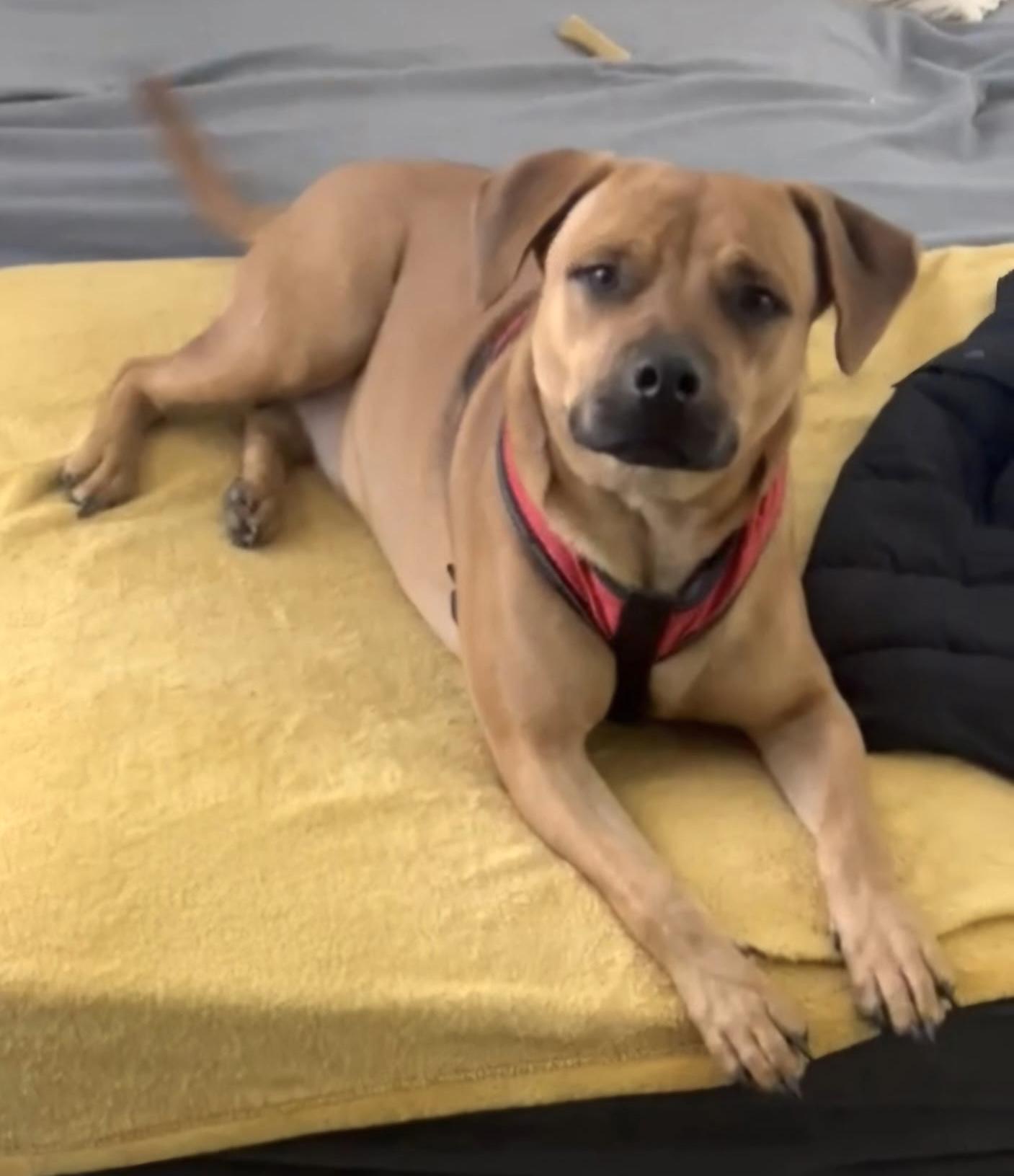 Bruno, an adopted mixed breed in CORPUS CHRISTI, TX image 3/5