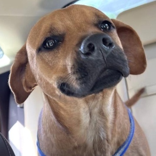 Bruno, an adopted mixed breed in CORPUS CHRISTI, TX image 1/5