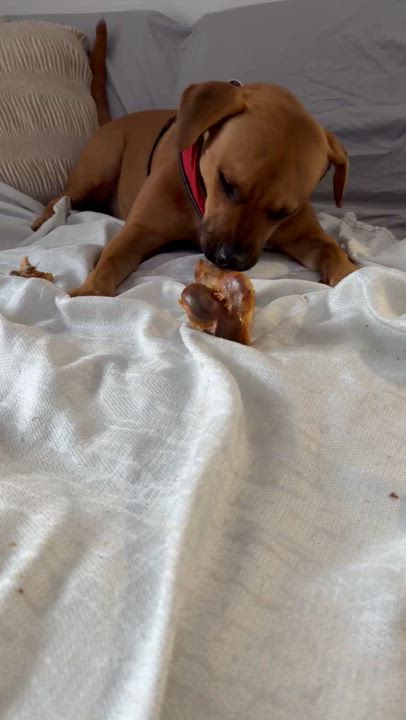 Enlarge Bruno, an adopted mixed breed in CORPUS CHRISTI, TX video 5/5